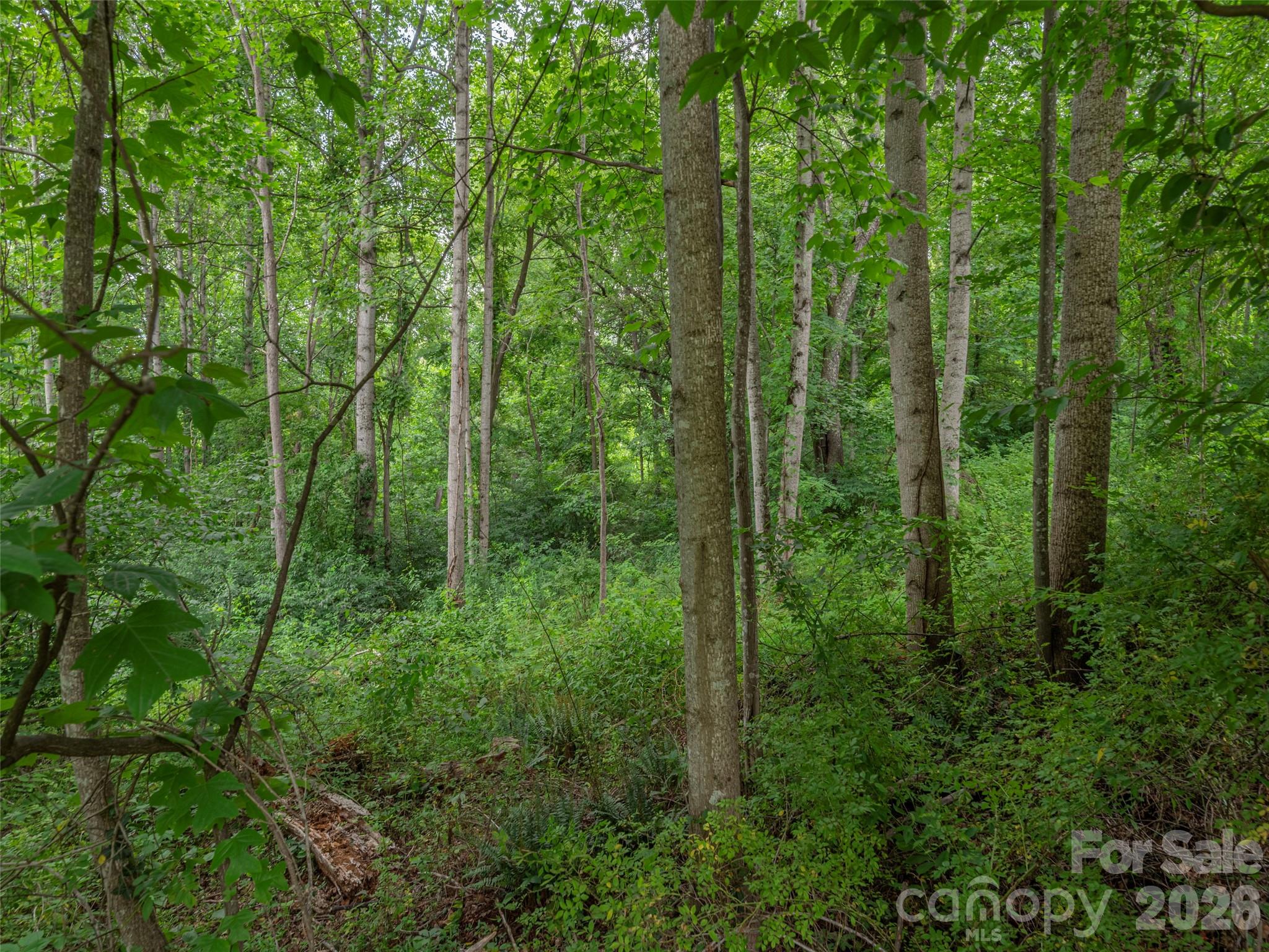 241 Clyde View Heights Property Photo 4
