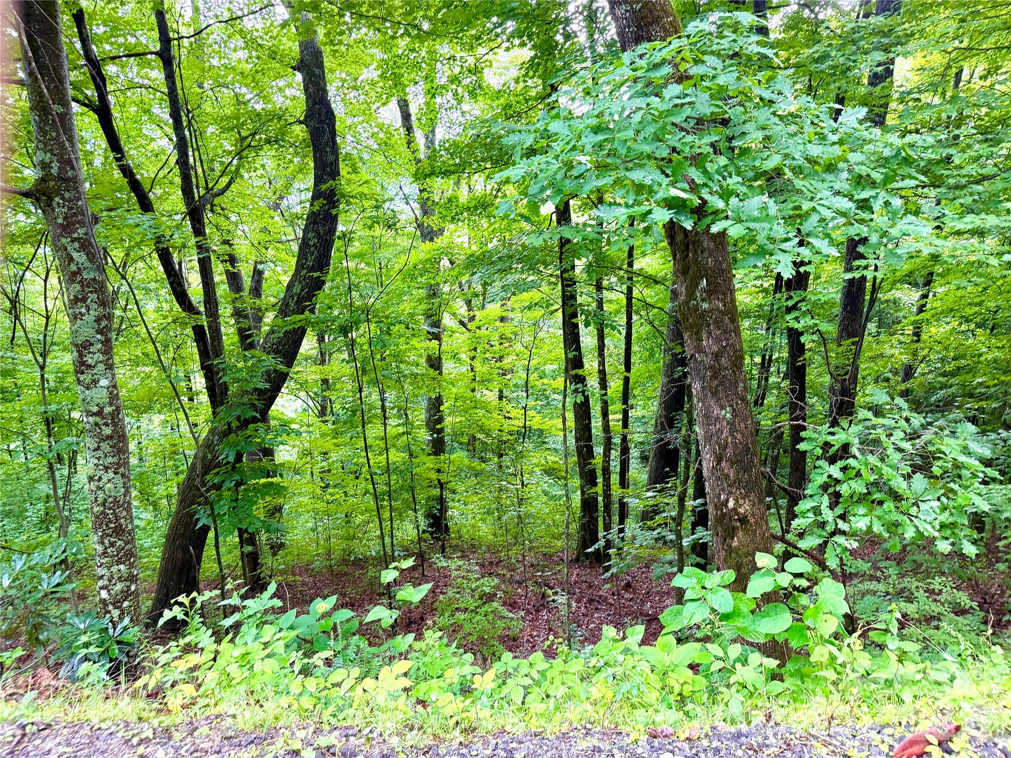 505 Mountainside Drive 27, 28, 29, 30, 31, 32 Property Photo 3