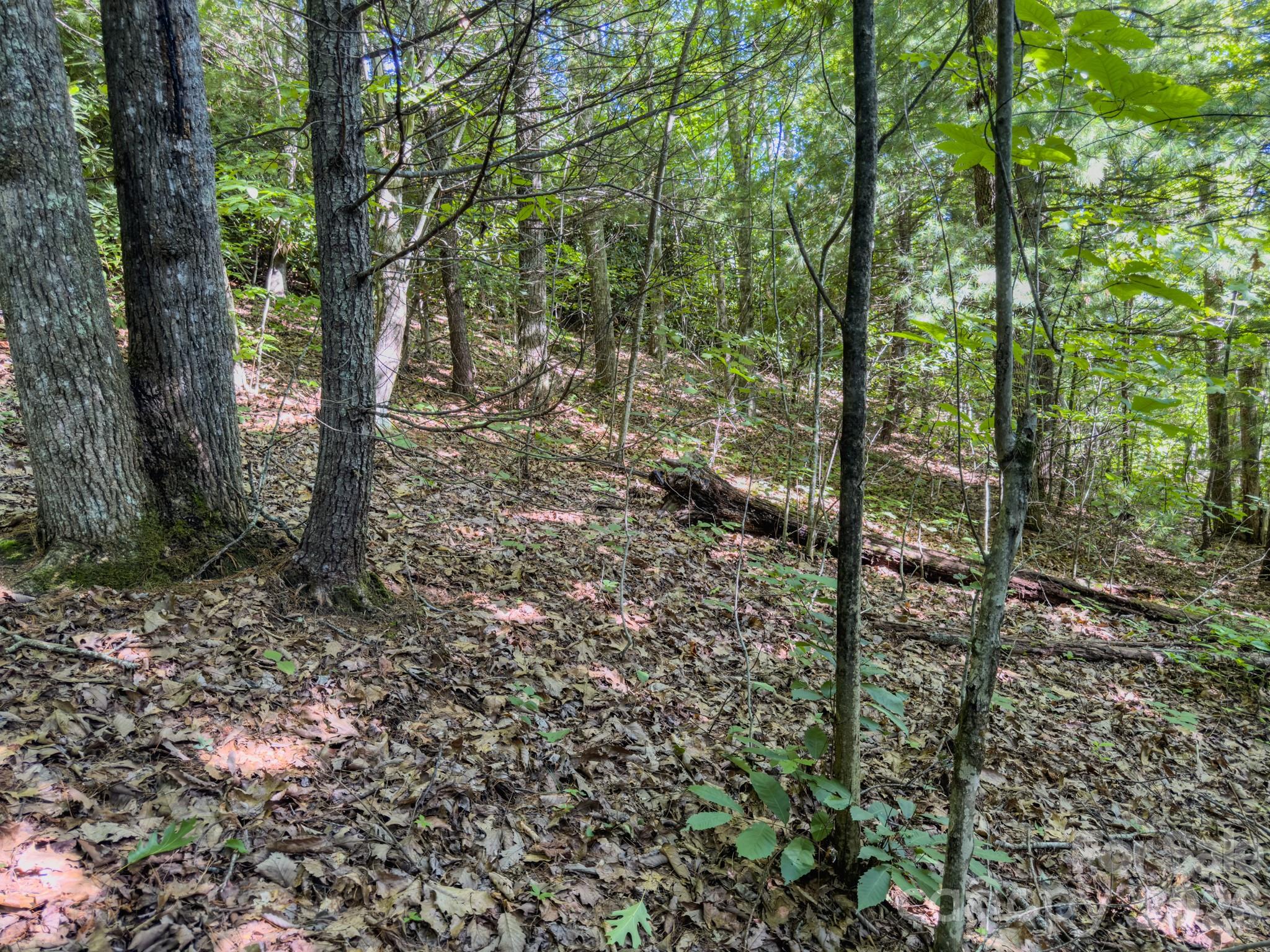 59 Old Greybeard Loop Property Photo 9