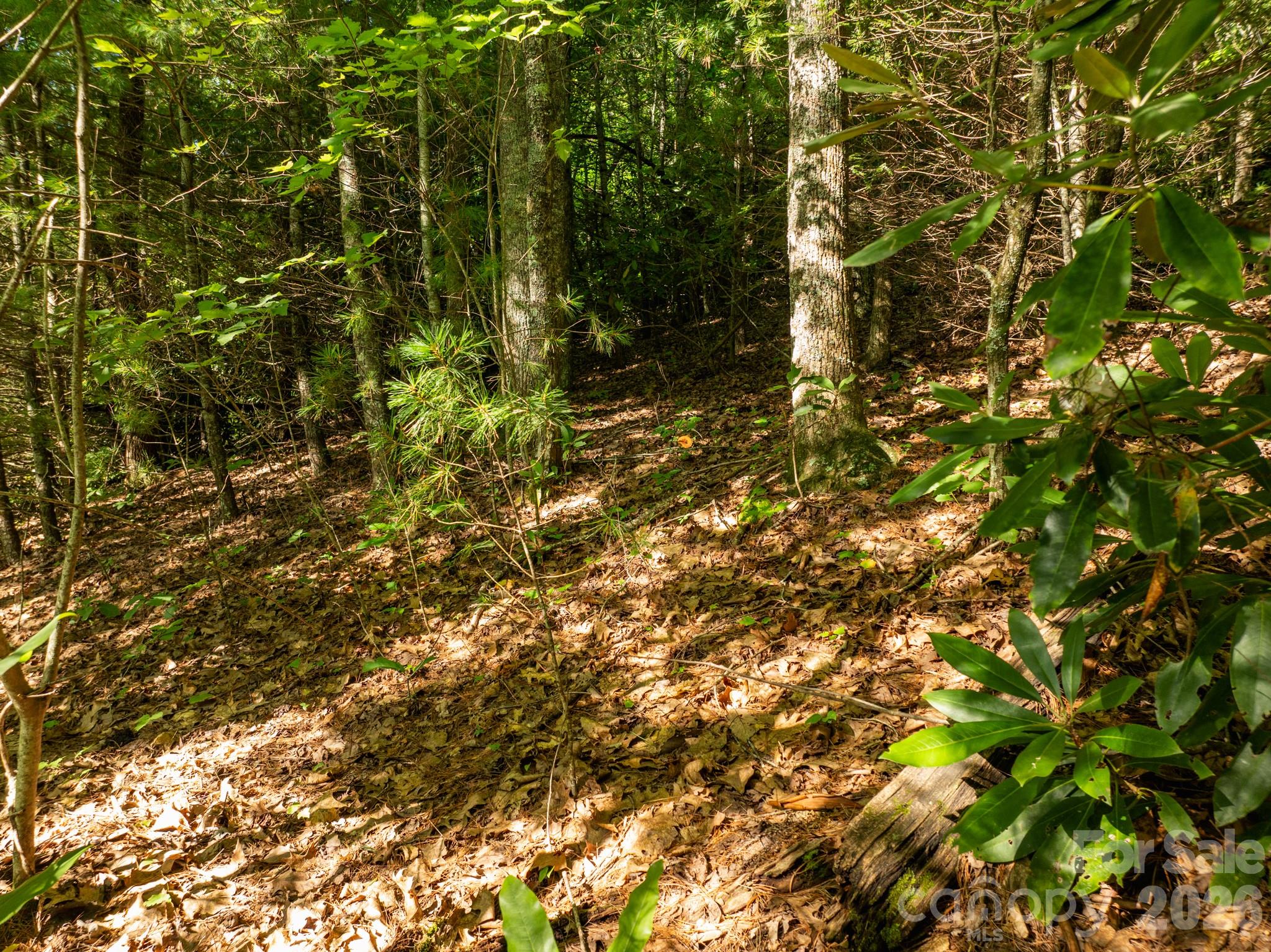 59 Old Greybeard Loop Property Photo 10