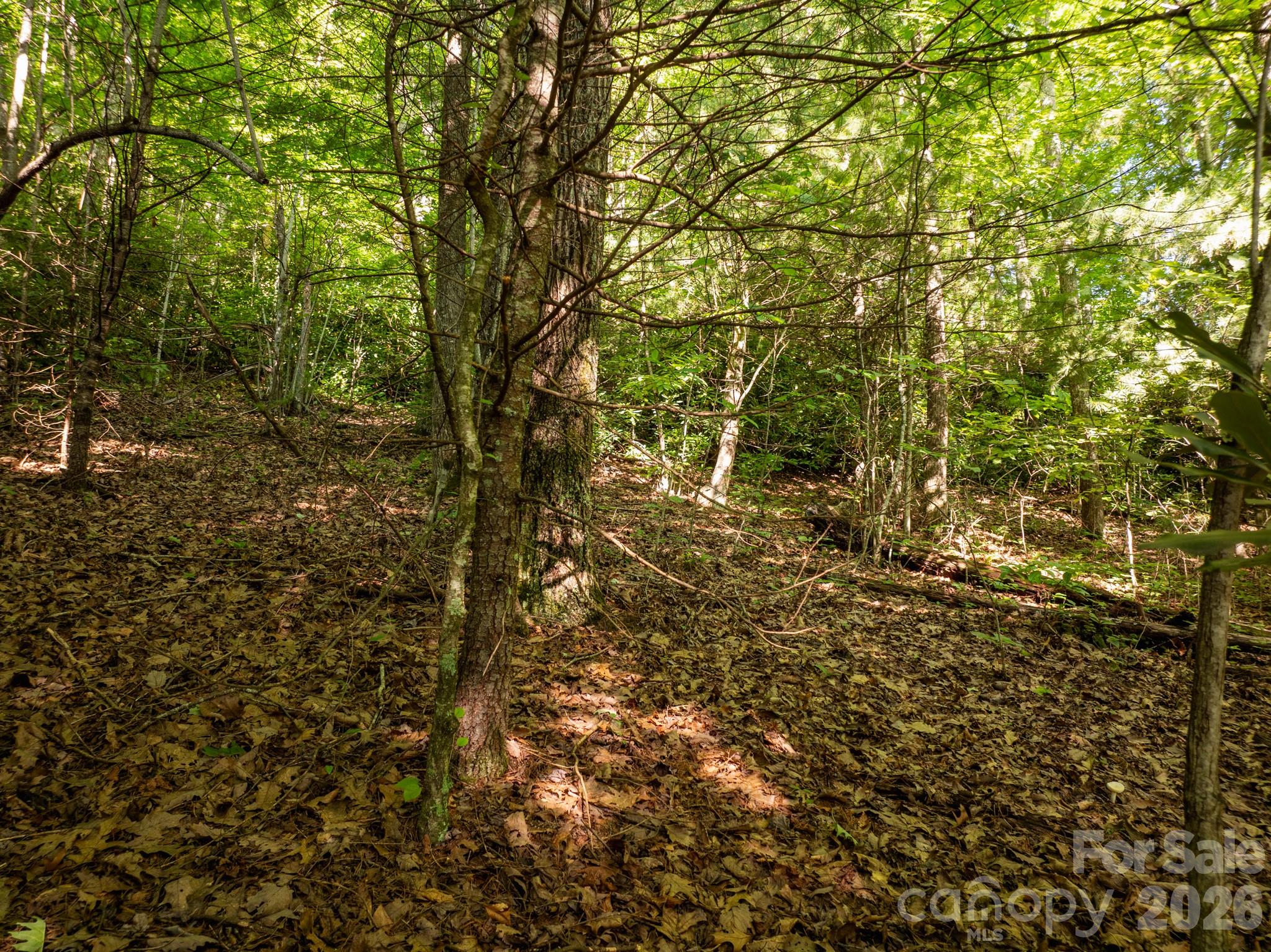 59 Old Greybeard Loop Property Photo 11