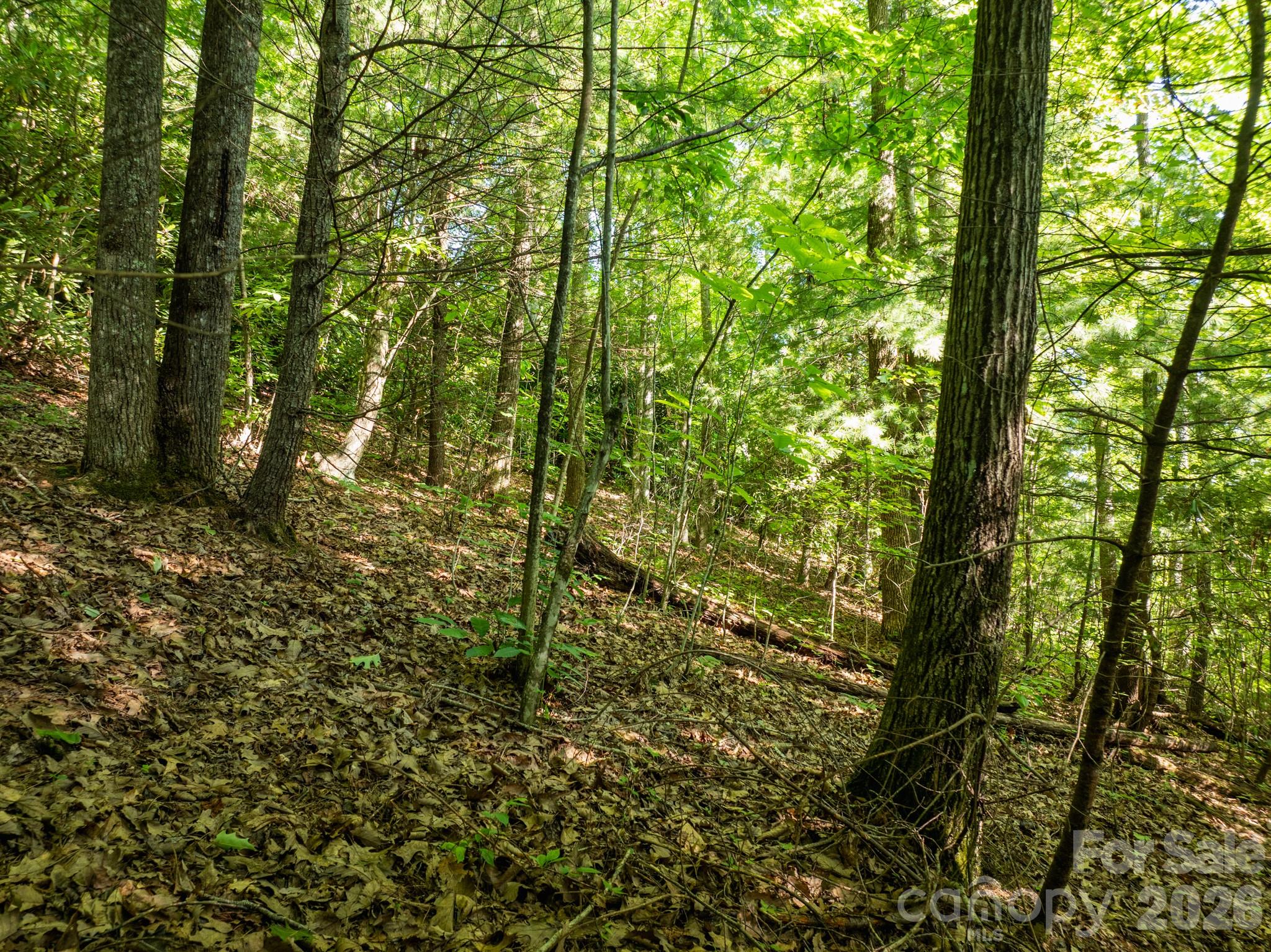 59 Old Greybeard Loop Property Photo 12