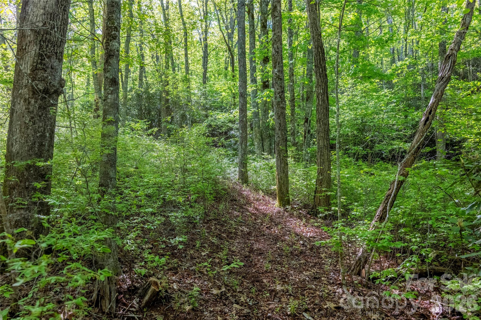 Tbd Long Ridge Road Property Photo 4