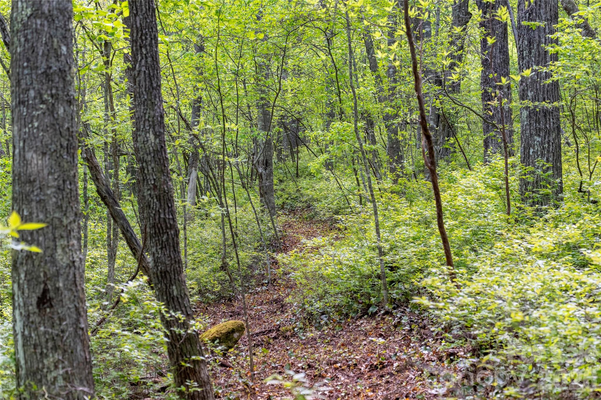 Tbd Long Ridge Road Property Photo 6