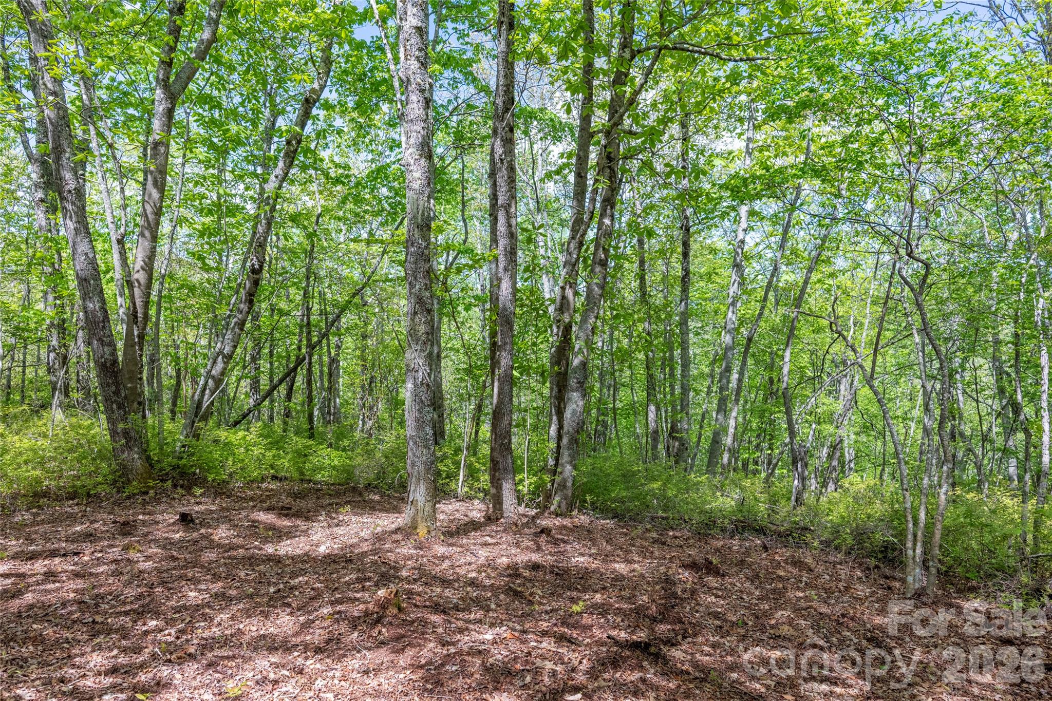 Tbd Long Ridge Road Property Photo 7