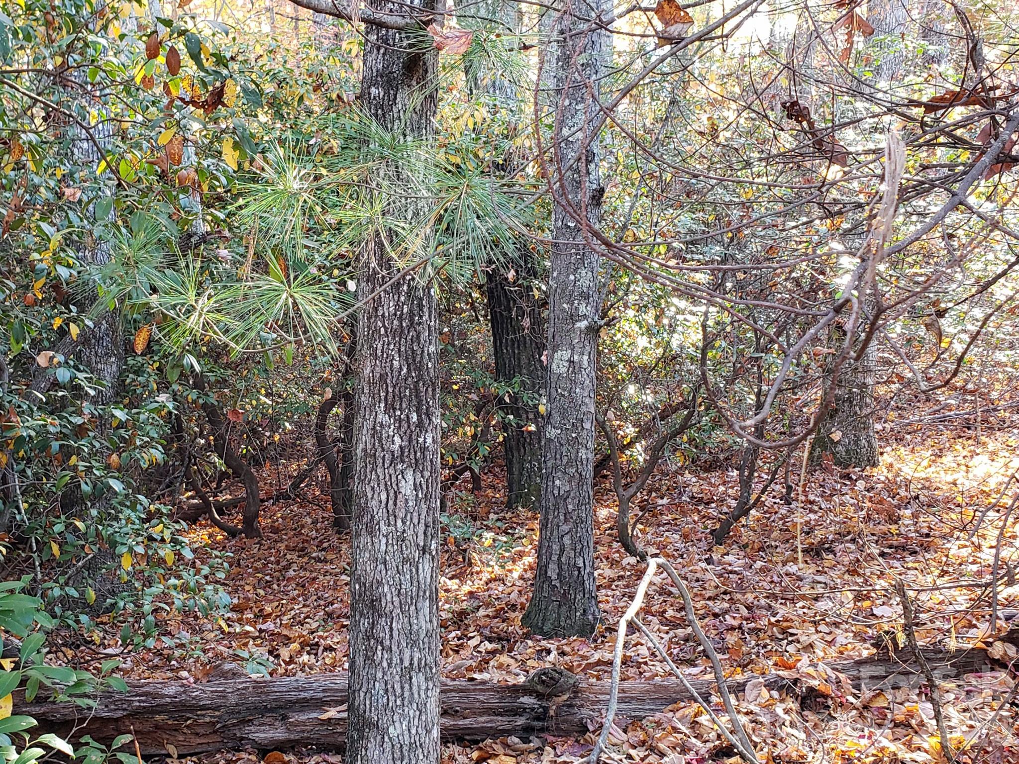 Tbd Top Oaks Lane Lot 58 Property Photo 5