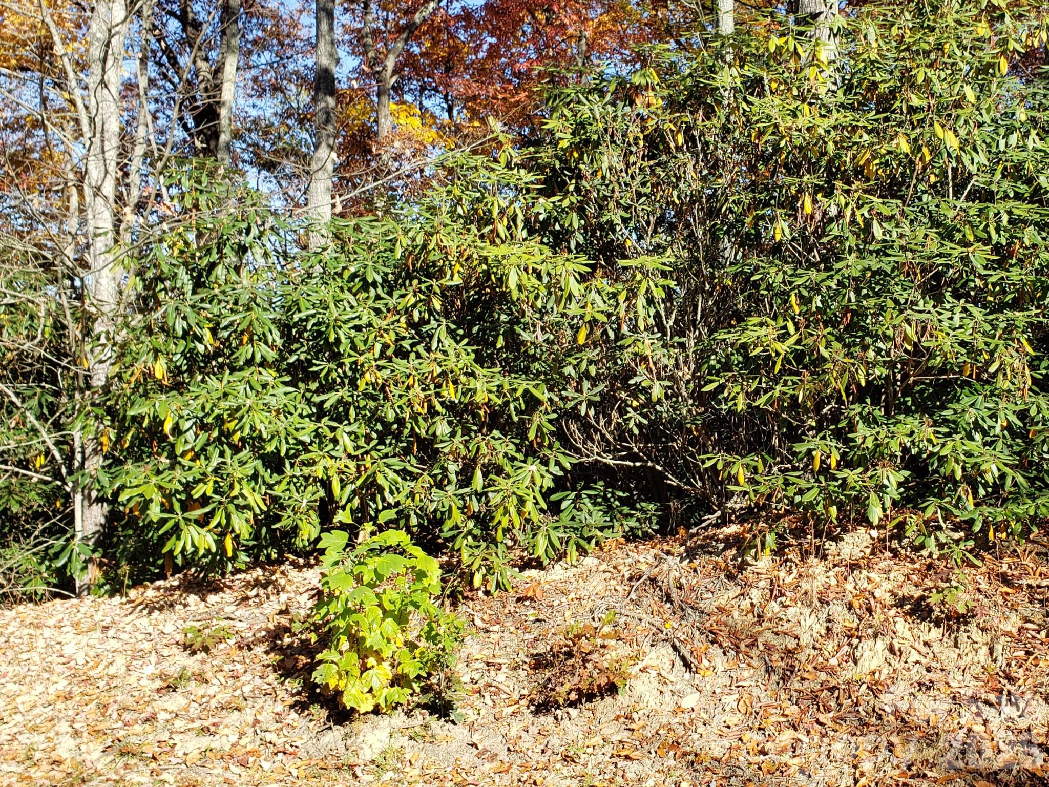 Tbd Top Oaks Lane Lot 58 Property Photo 14