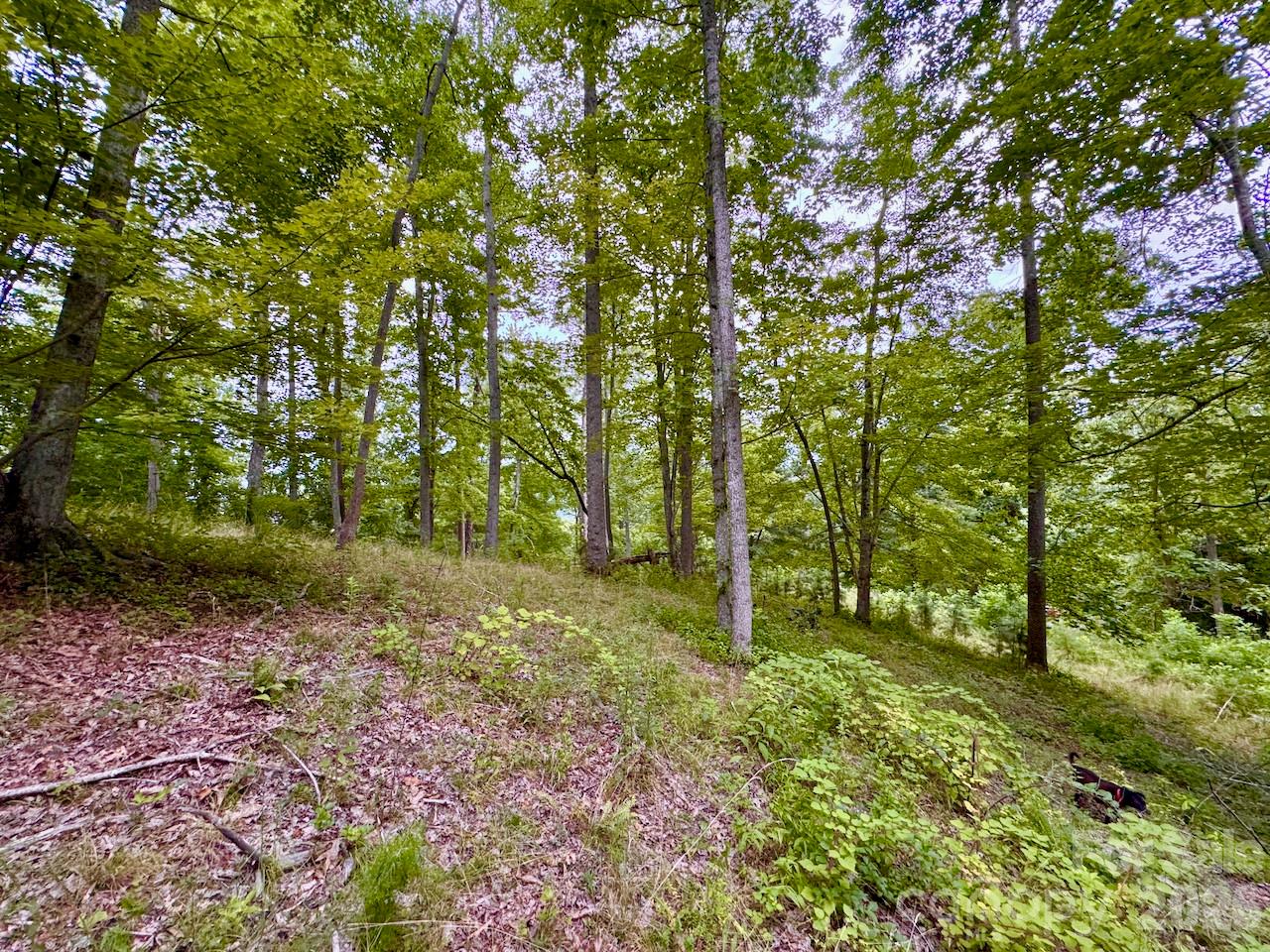 120 Ben Lippen School Road Property Photo 6