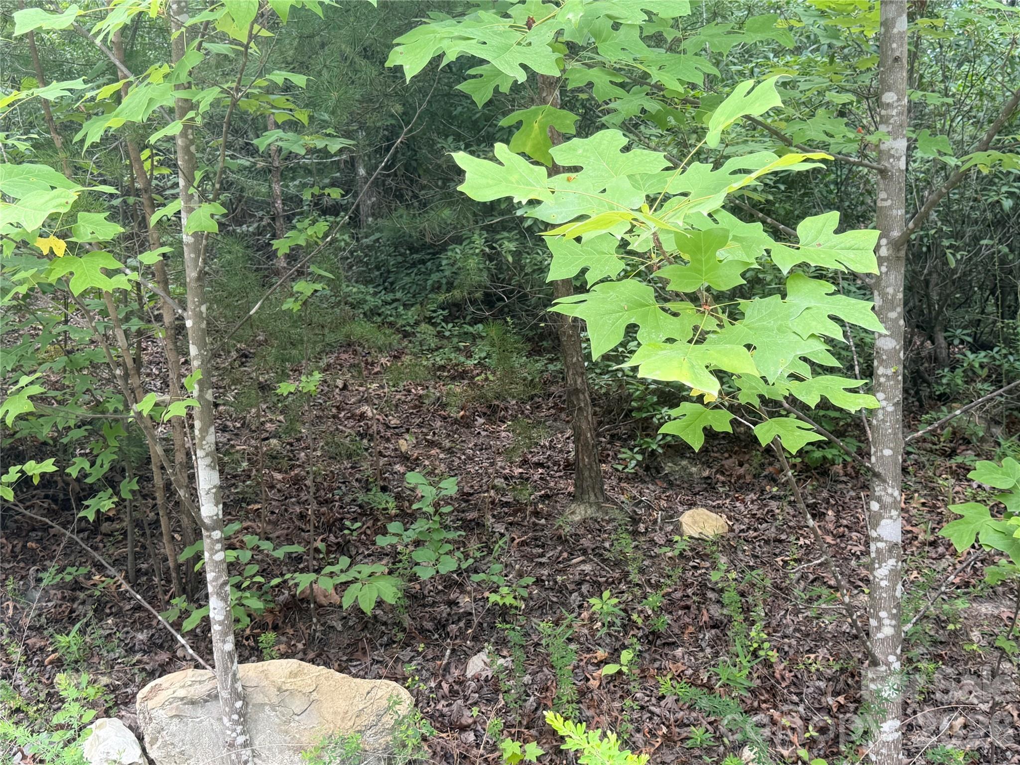 6 Dobsons Knob Loop Property Photo 3