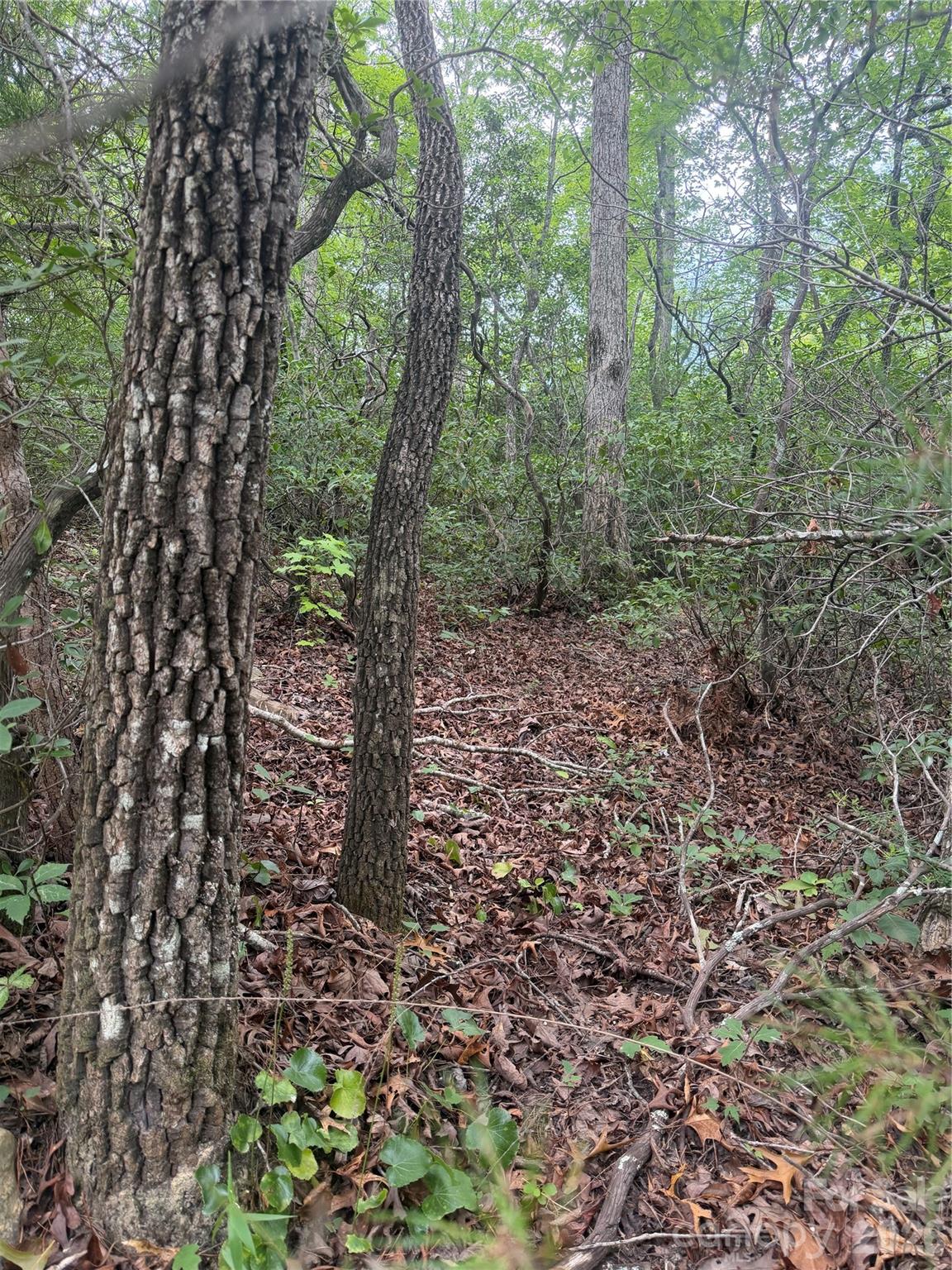 6 Dobsons Knob Loop Property Photo 4