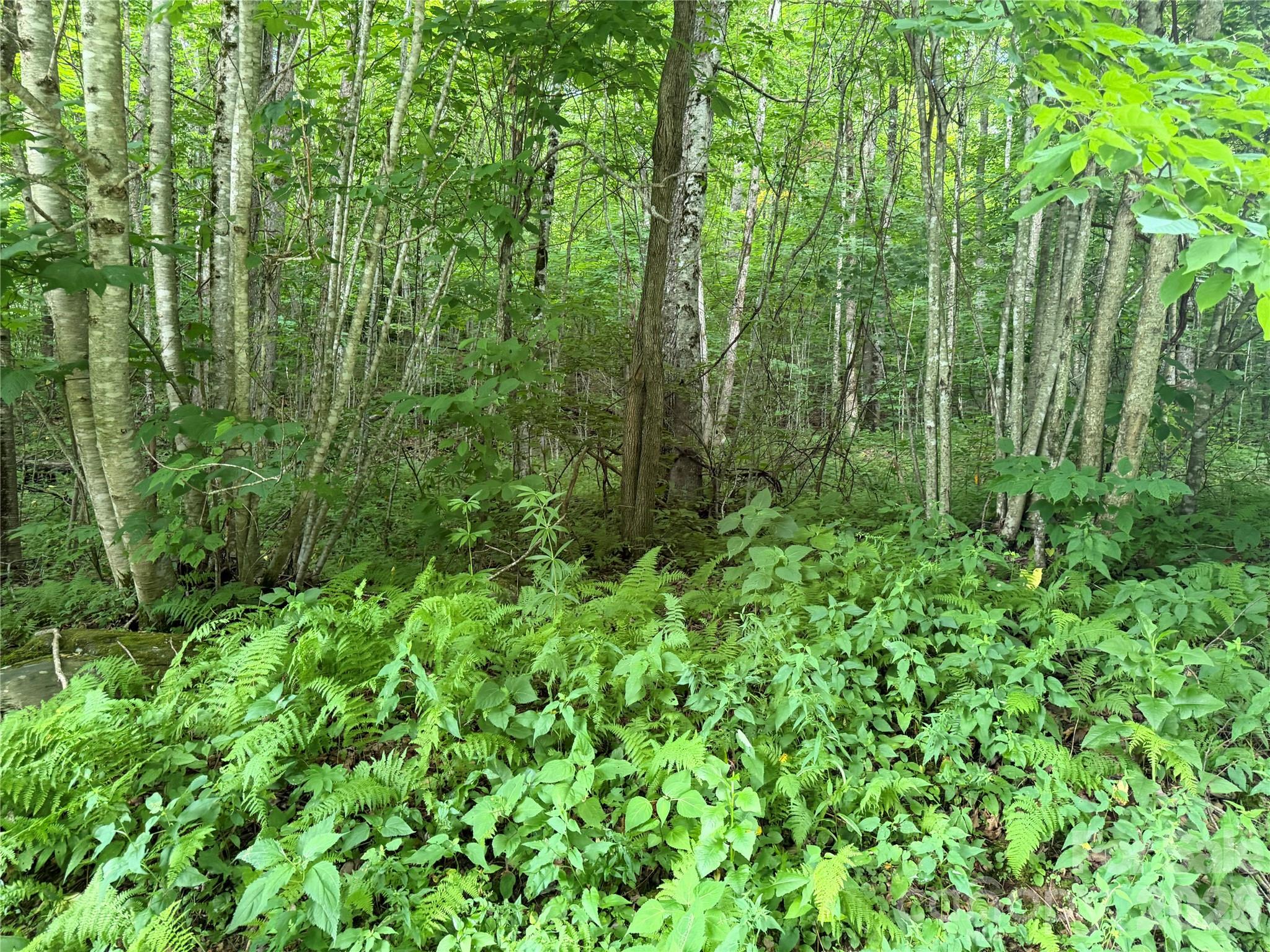 64a Jonathan Trail Property Photo 3