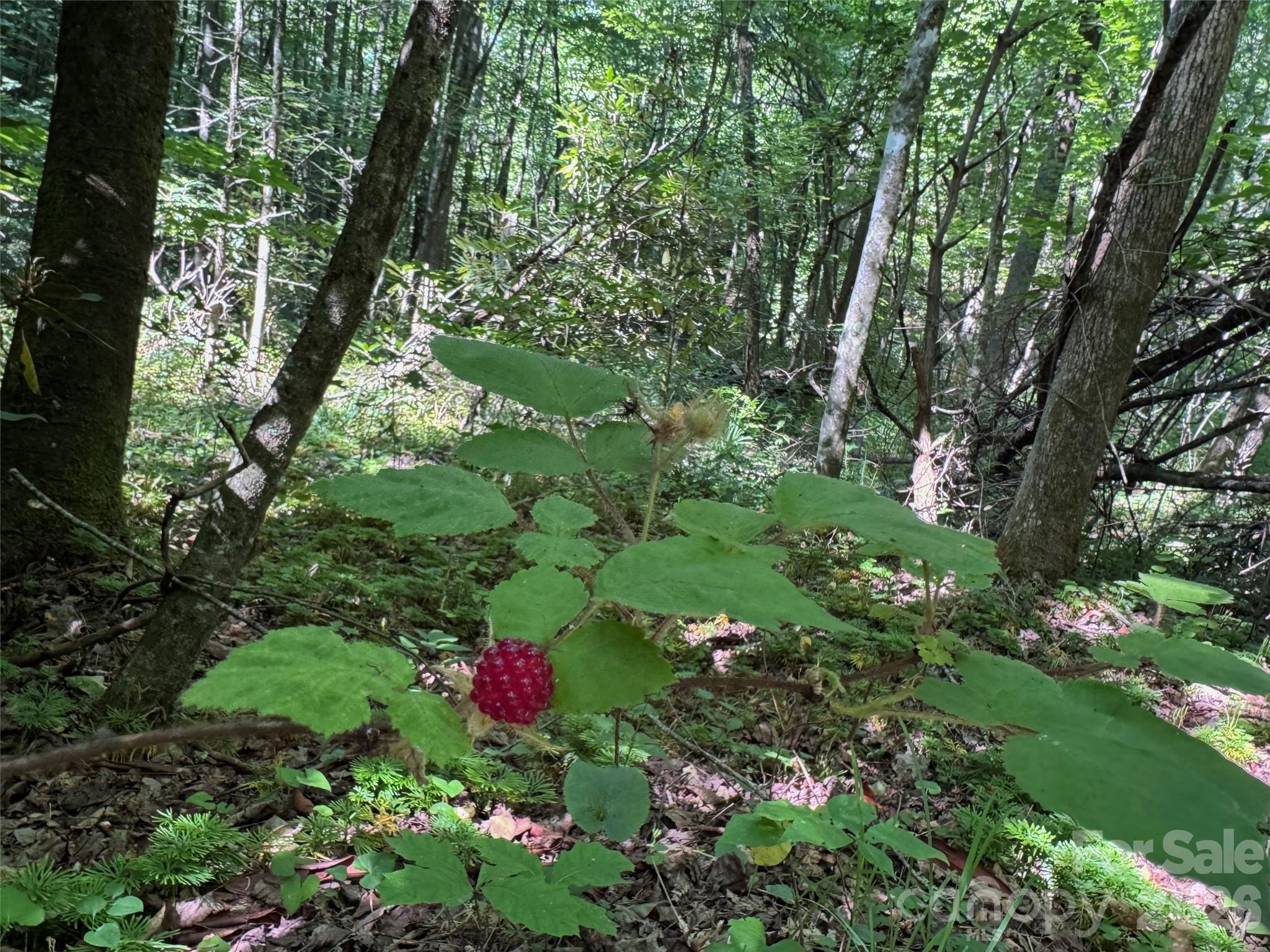 454 Forest Brook Road Property Photo 23
