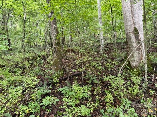 Tbd Meadow Fork Road Property Photo 13