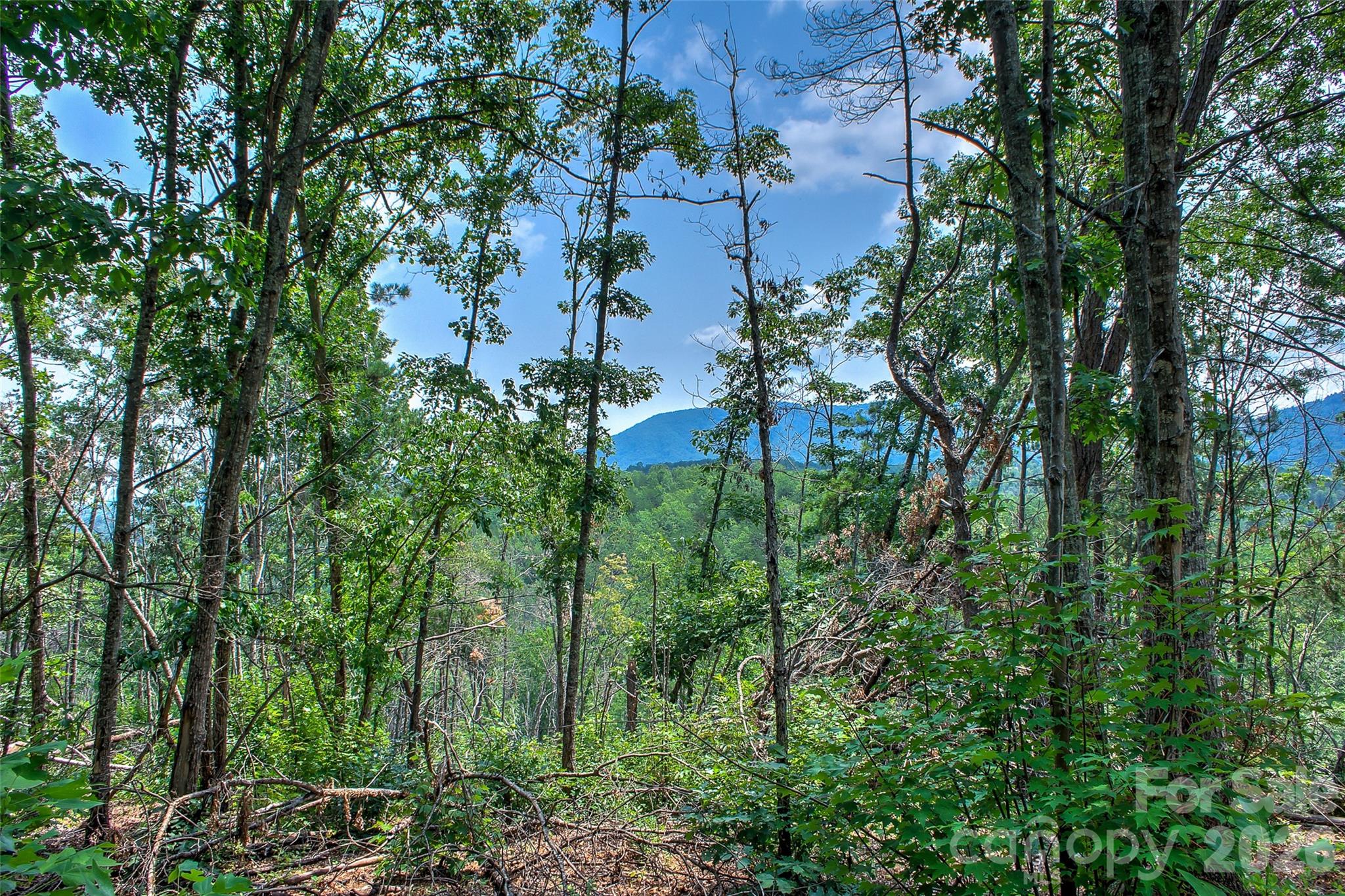 3815 Bat Cave Road Property Photo 39