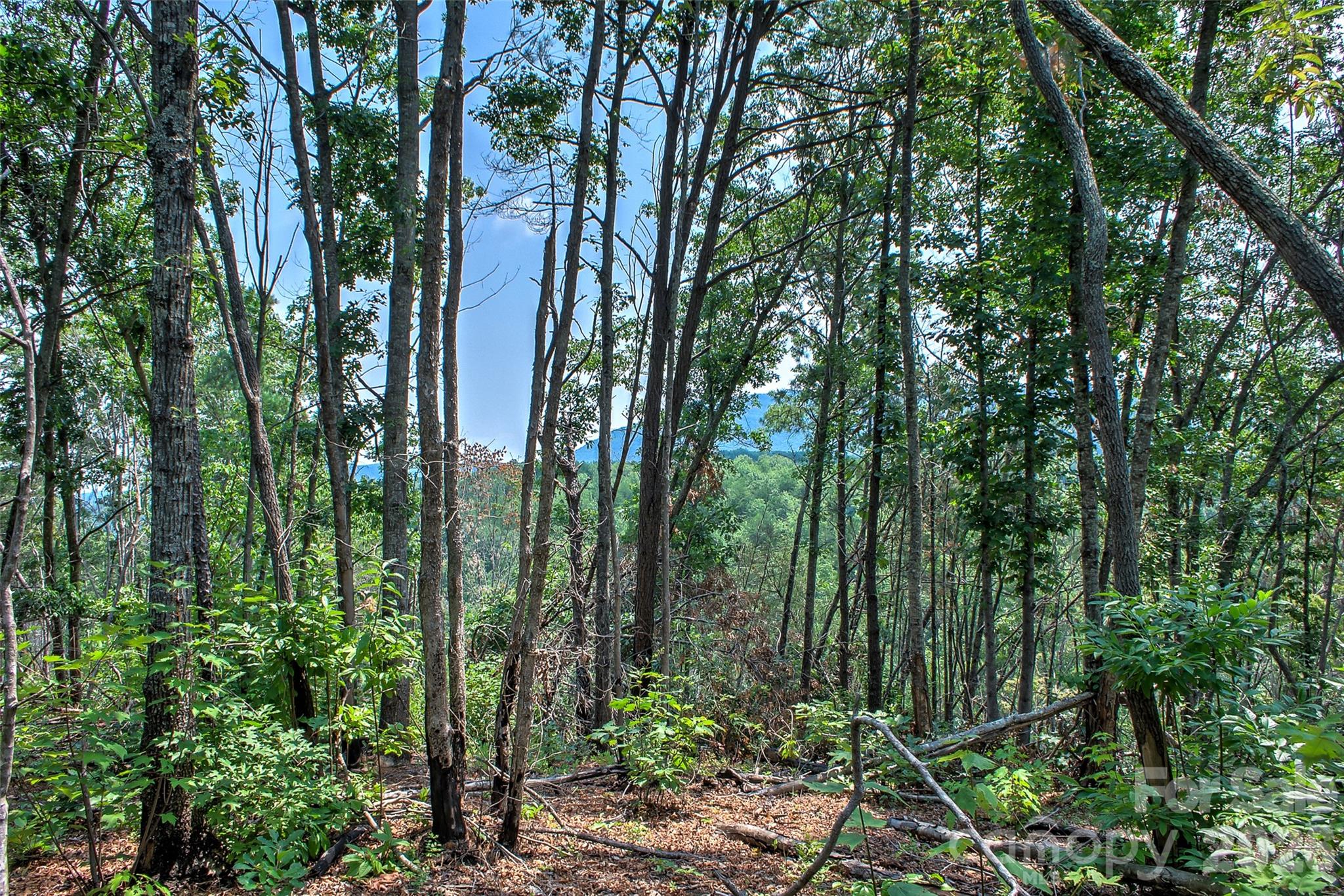 3815 Bat Cave Road Property Photo 42