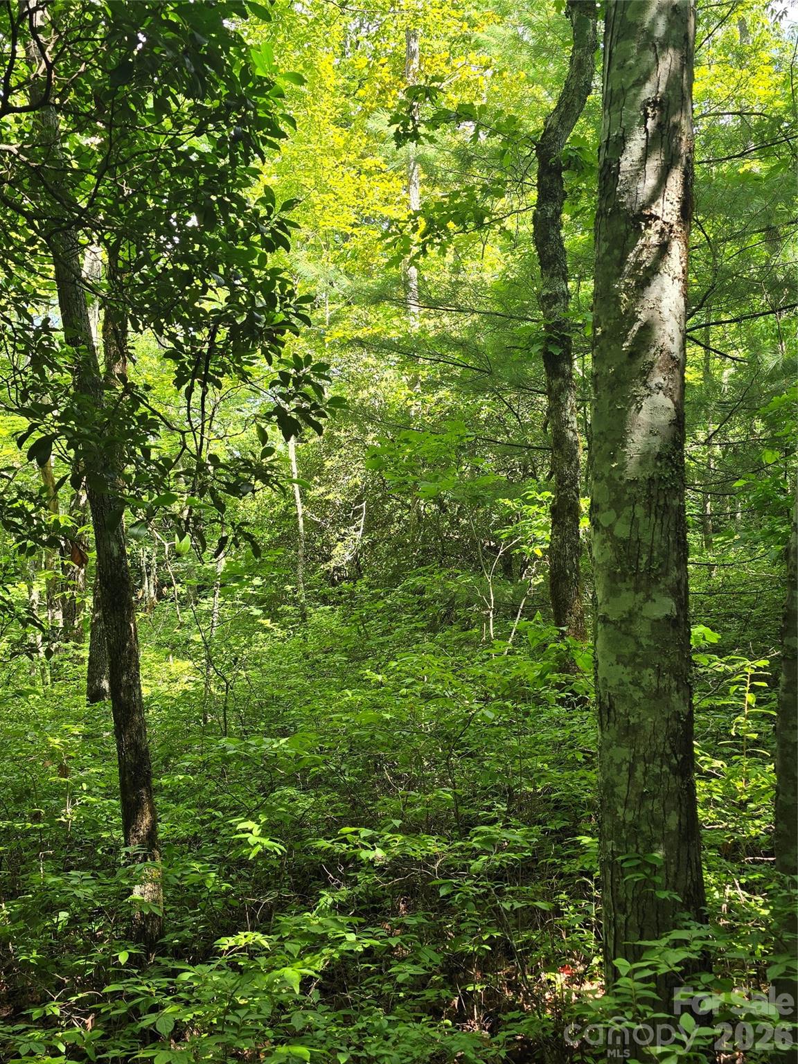 0000 Nancy Mountain Road Property Photo 9