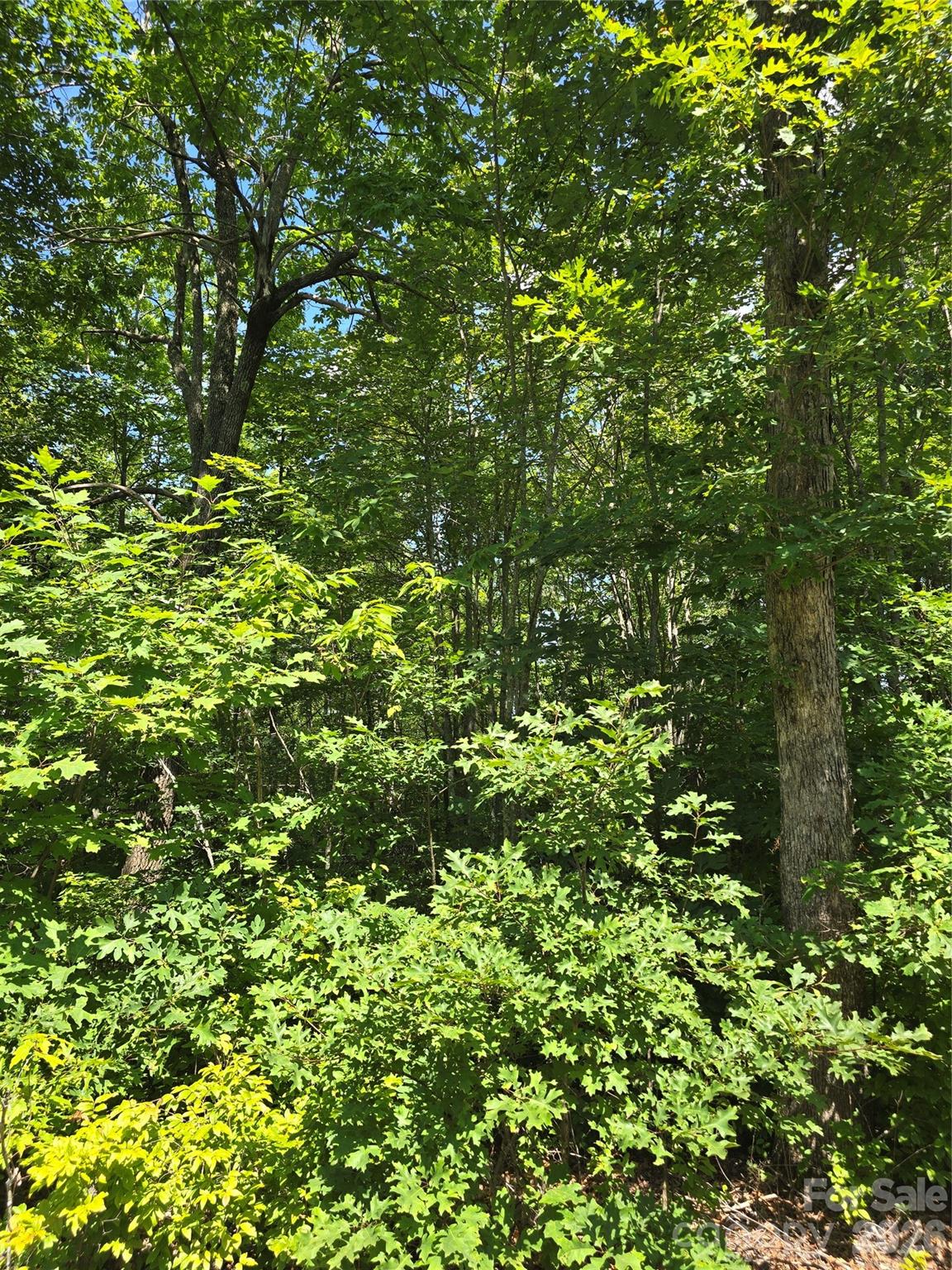 0000 Nancy Mountain Road Property Photo 16