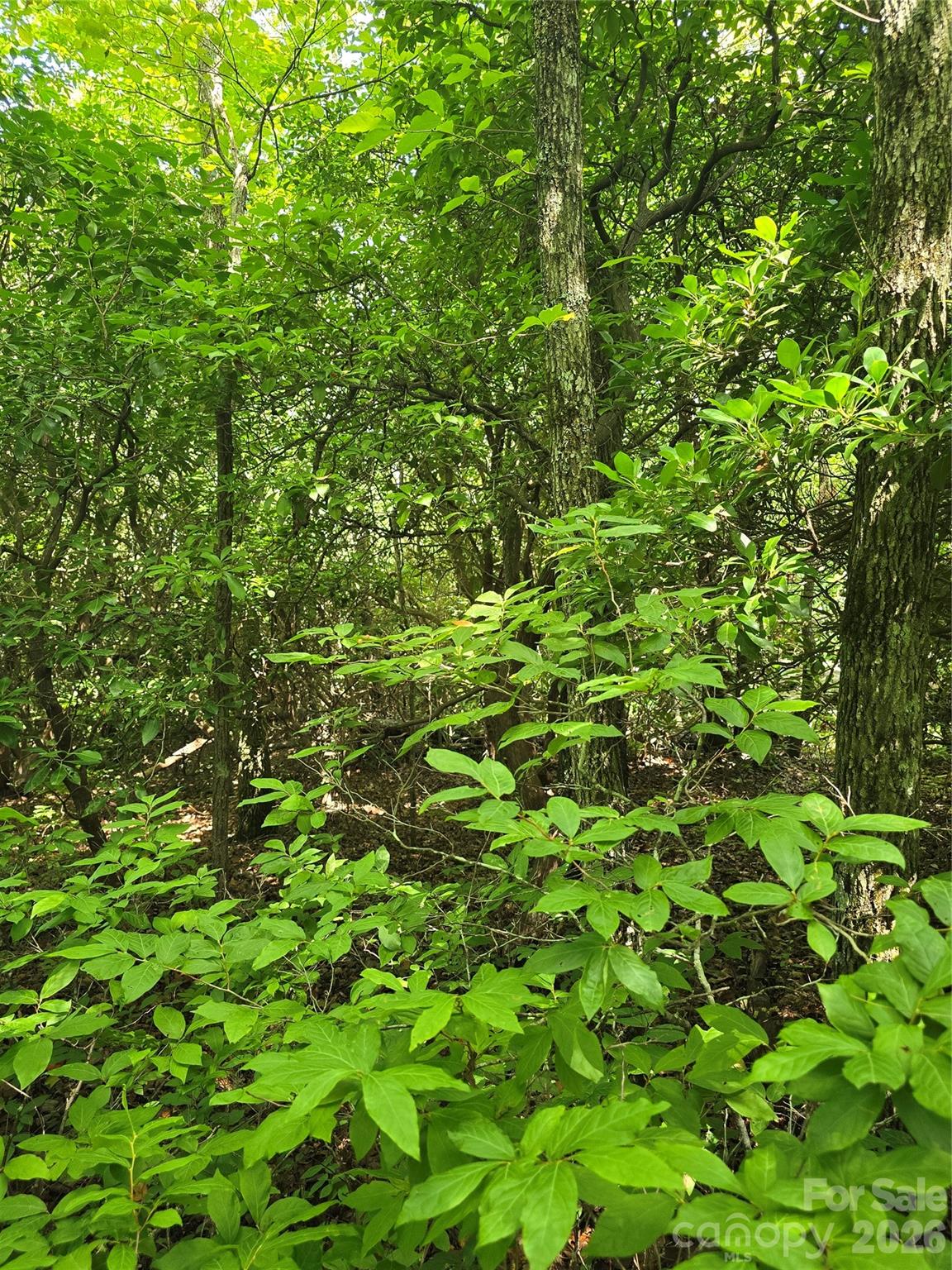 0000 Nancy Mountain Road Property Photo 24