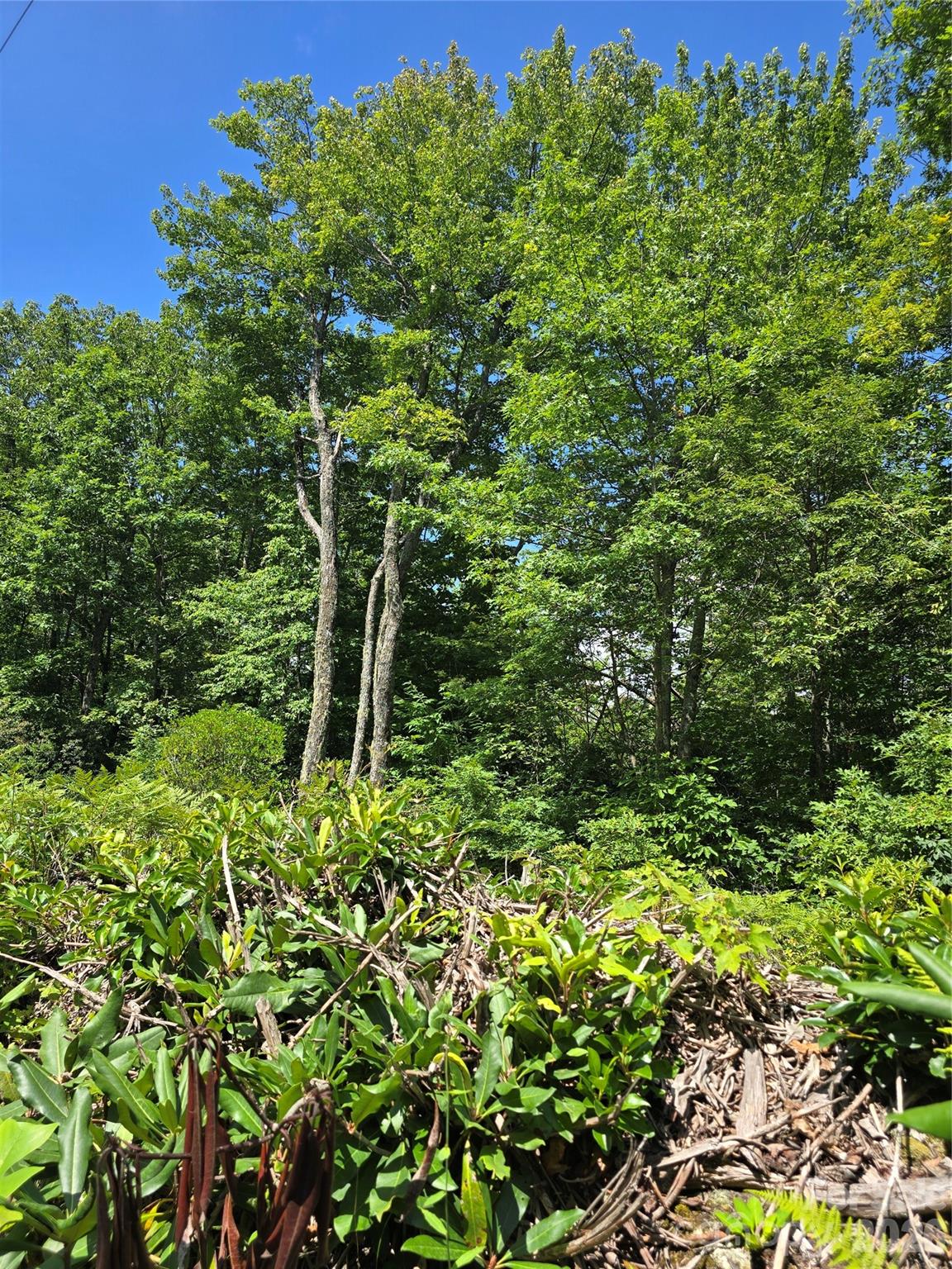 0000 Nancy Mountain Road Property Photo 30