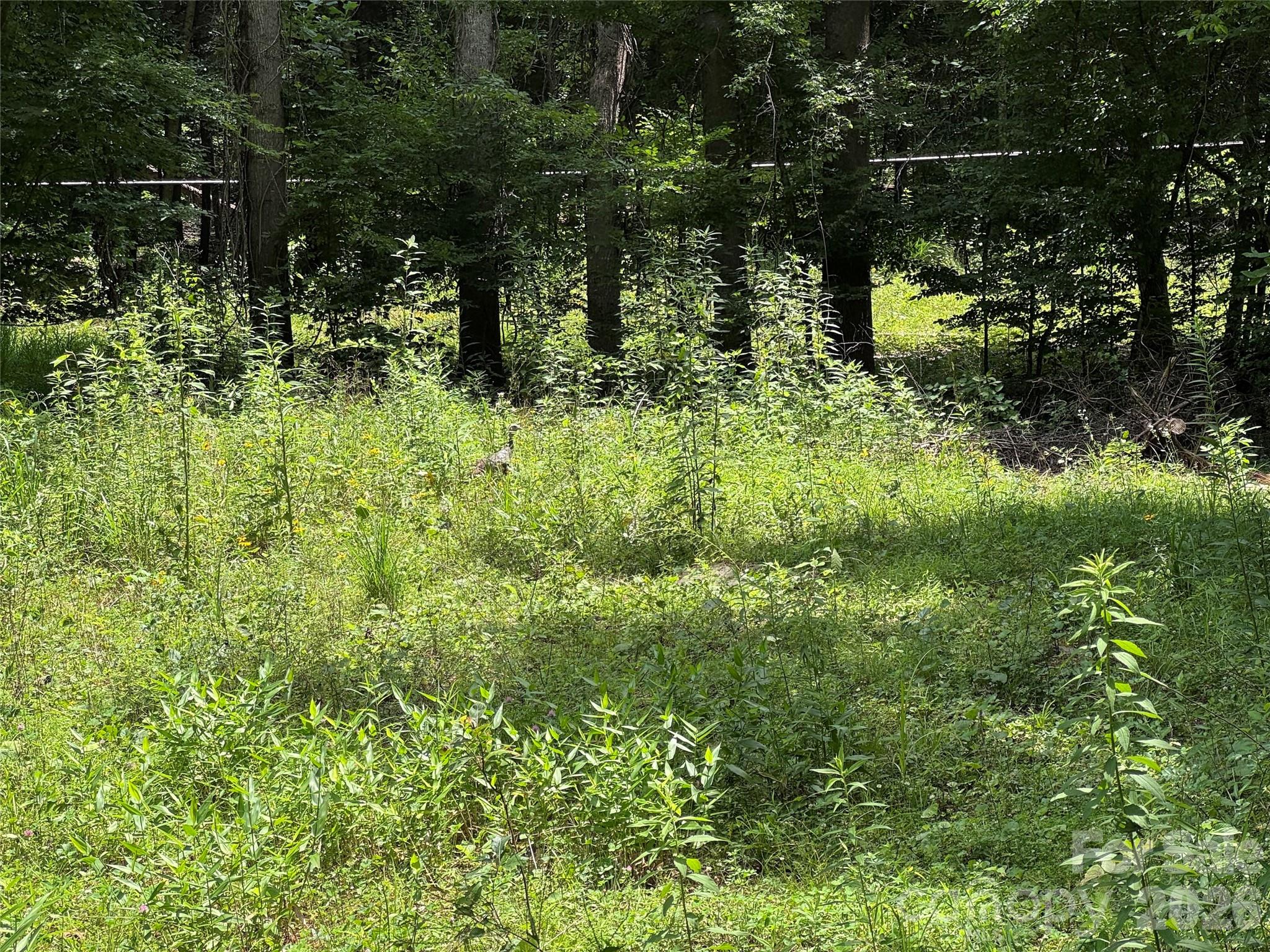 Tbd Paint Fork Road Property Photo 7