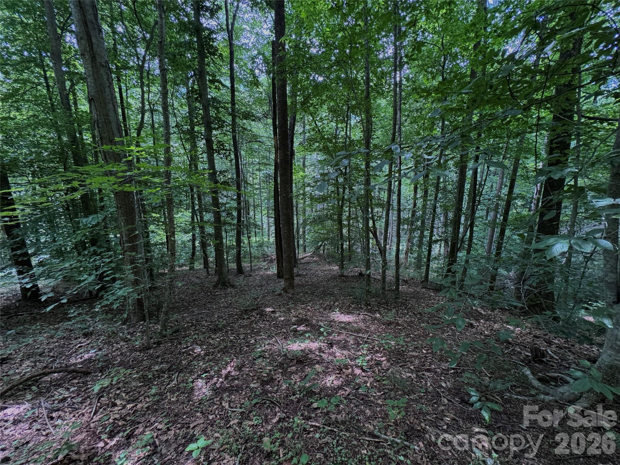 Tbd Paint Fork Road Property Photo 9