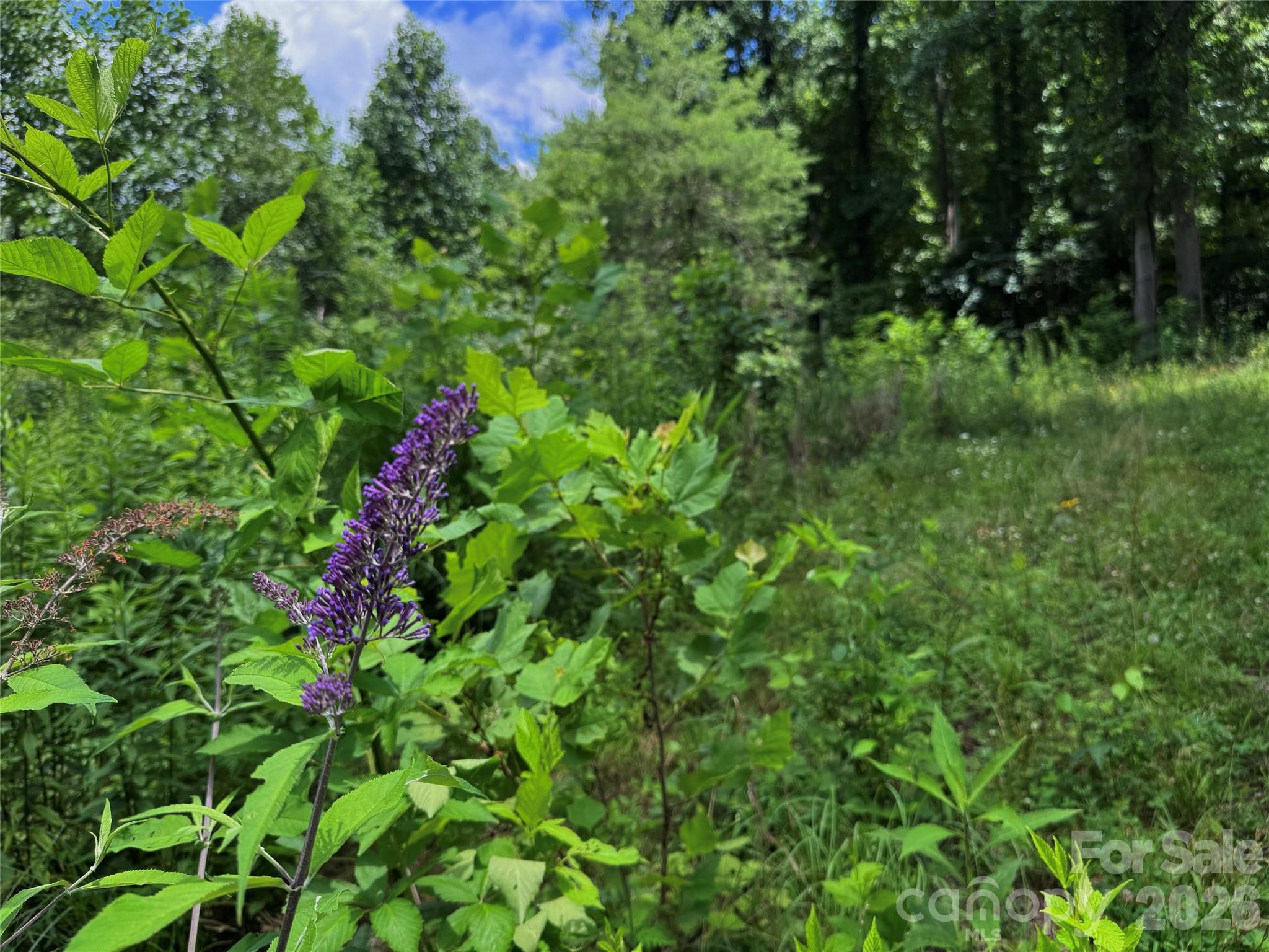 Tbd Paint Fork Road Property Photo 20