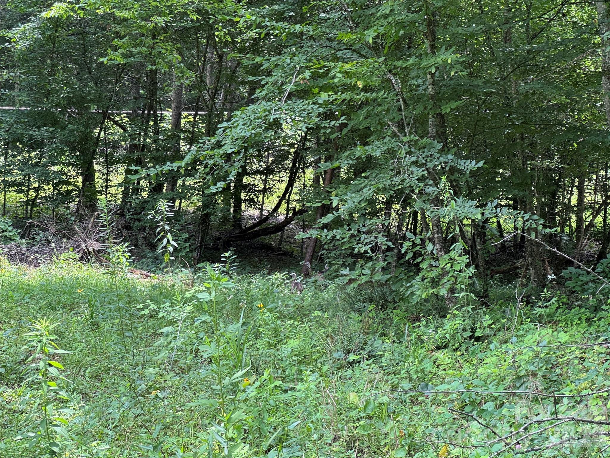 Tbd Paint Fork Road Property Photo 22