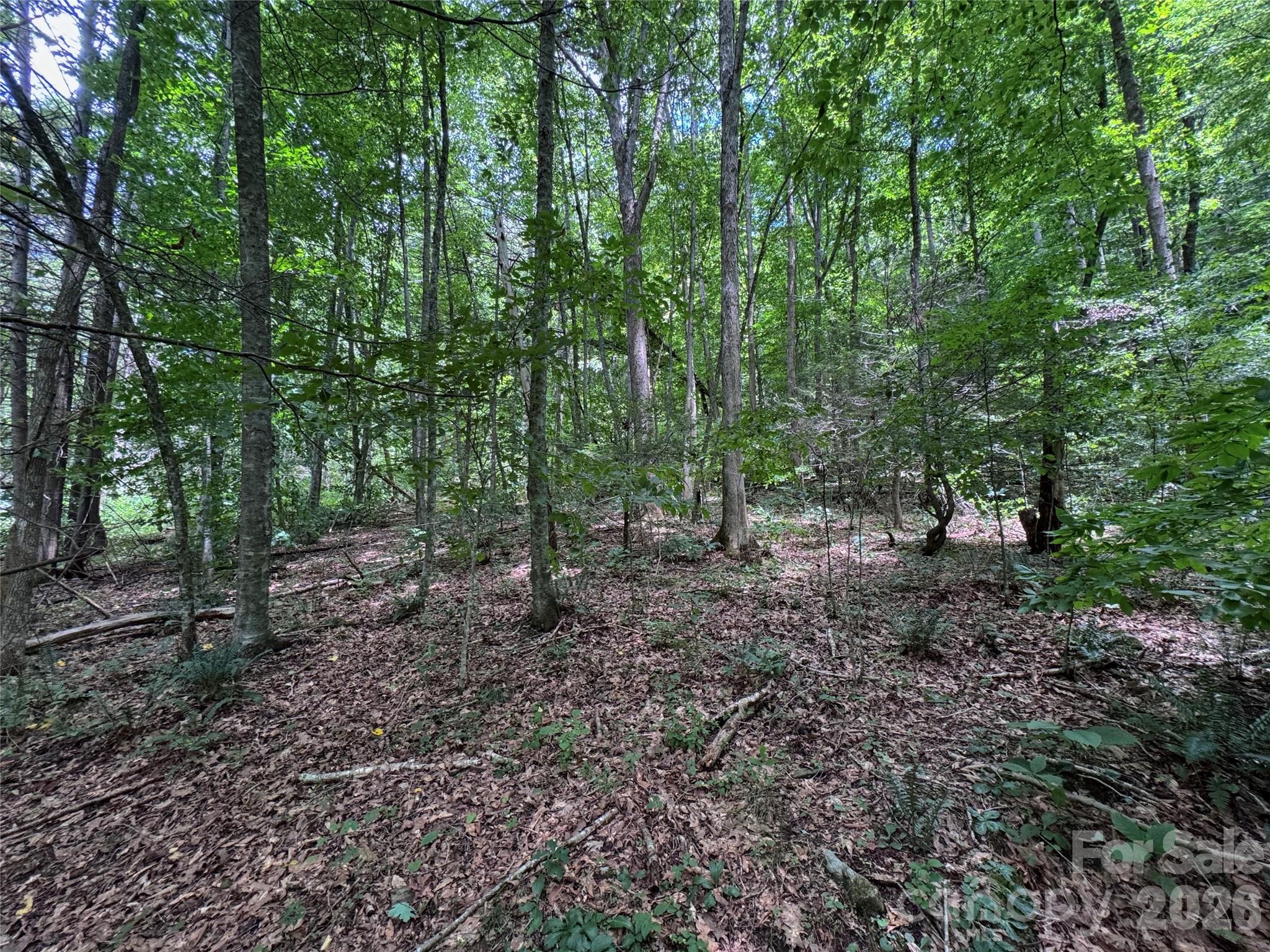 Tbd Paint Fork Road Property Photo 24