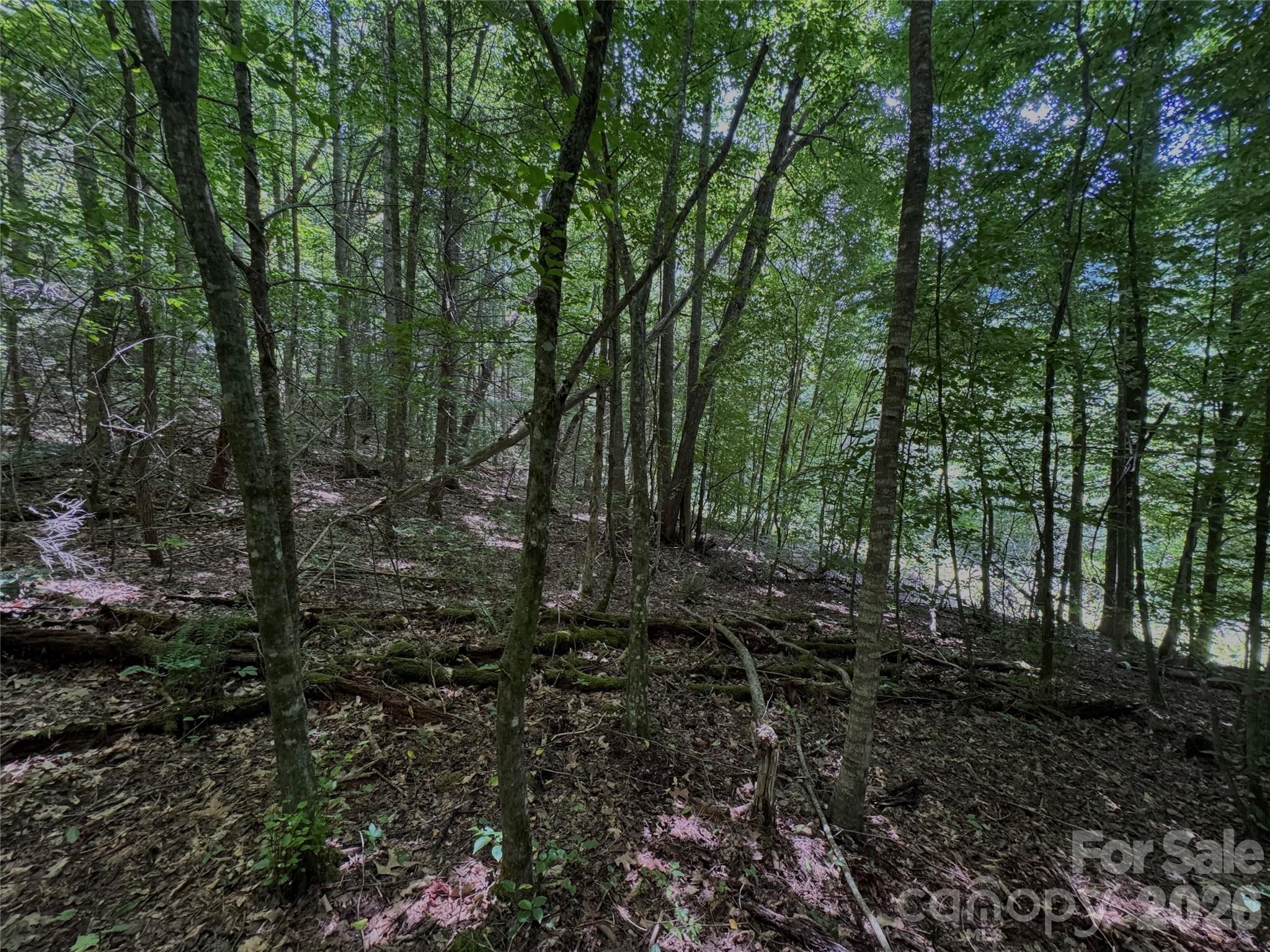 Tbd Paint Fork Road Property Photo 26