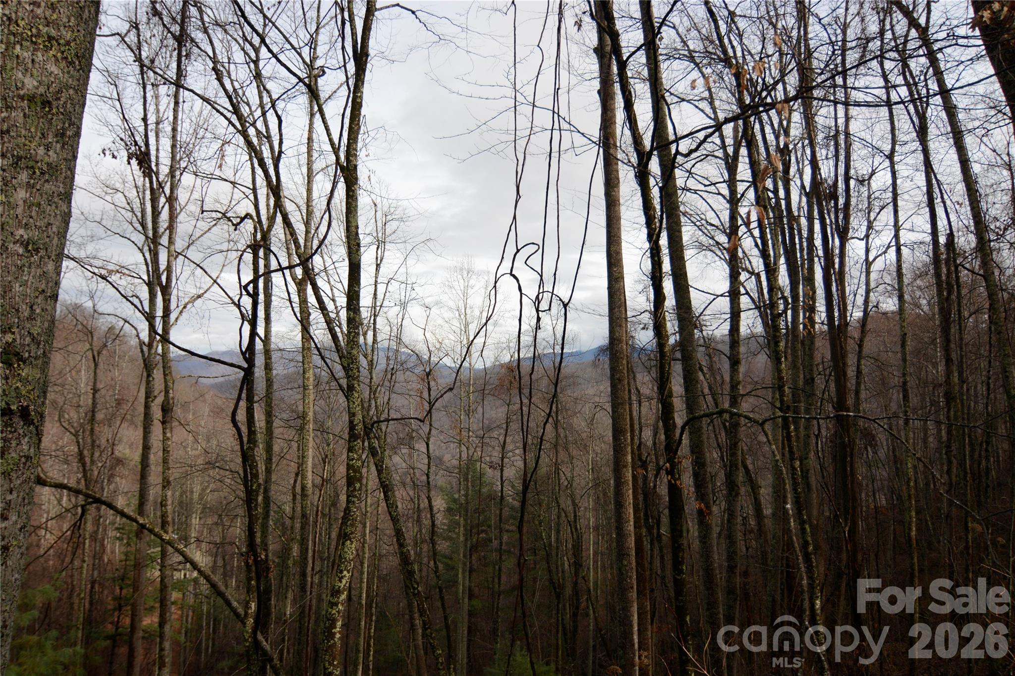000 Jacks Knob Road Property Photo 5