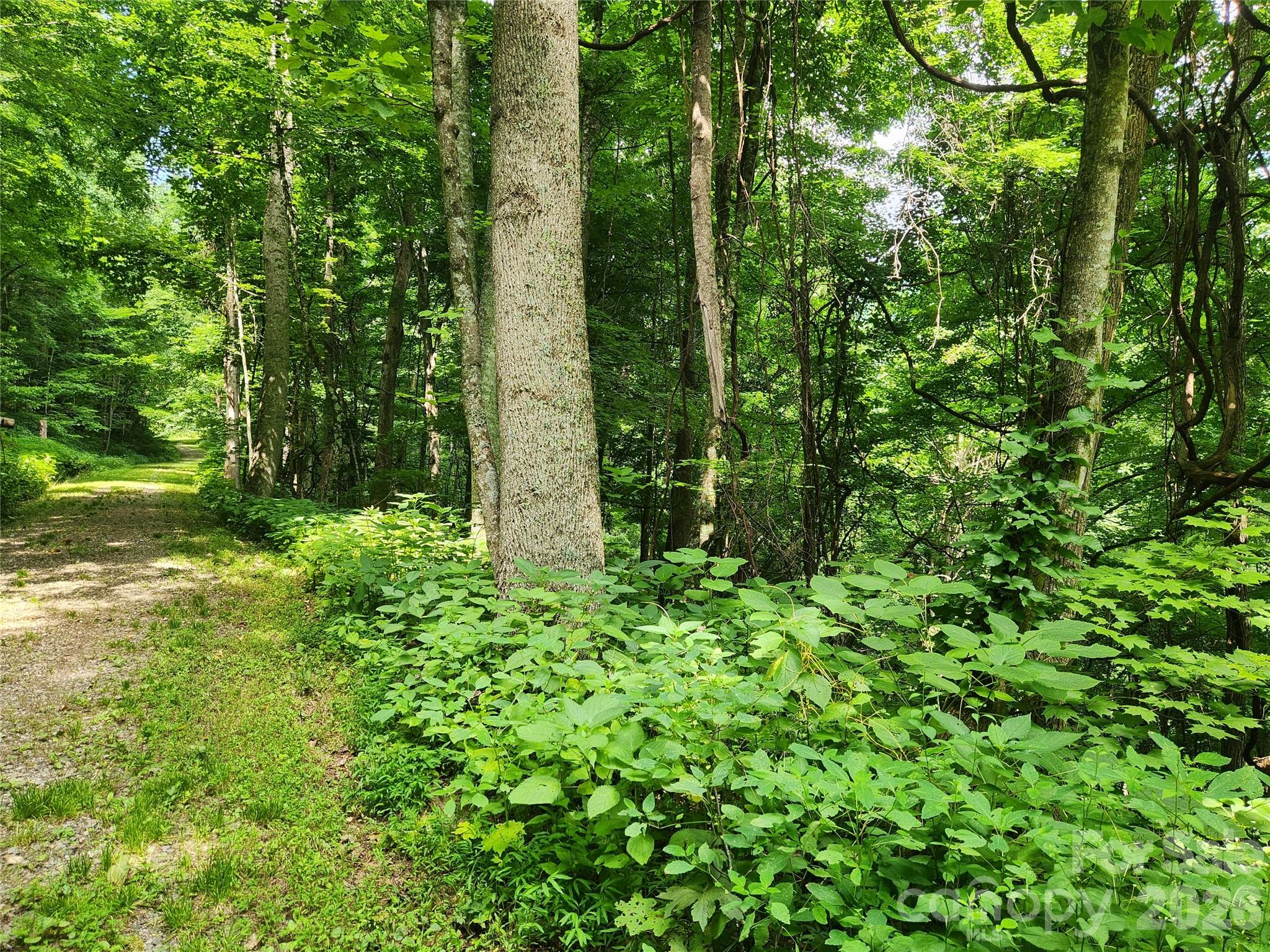 0000 Jacks Knob Road Property Photo 2
