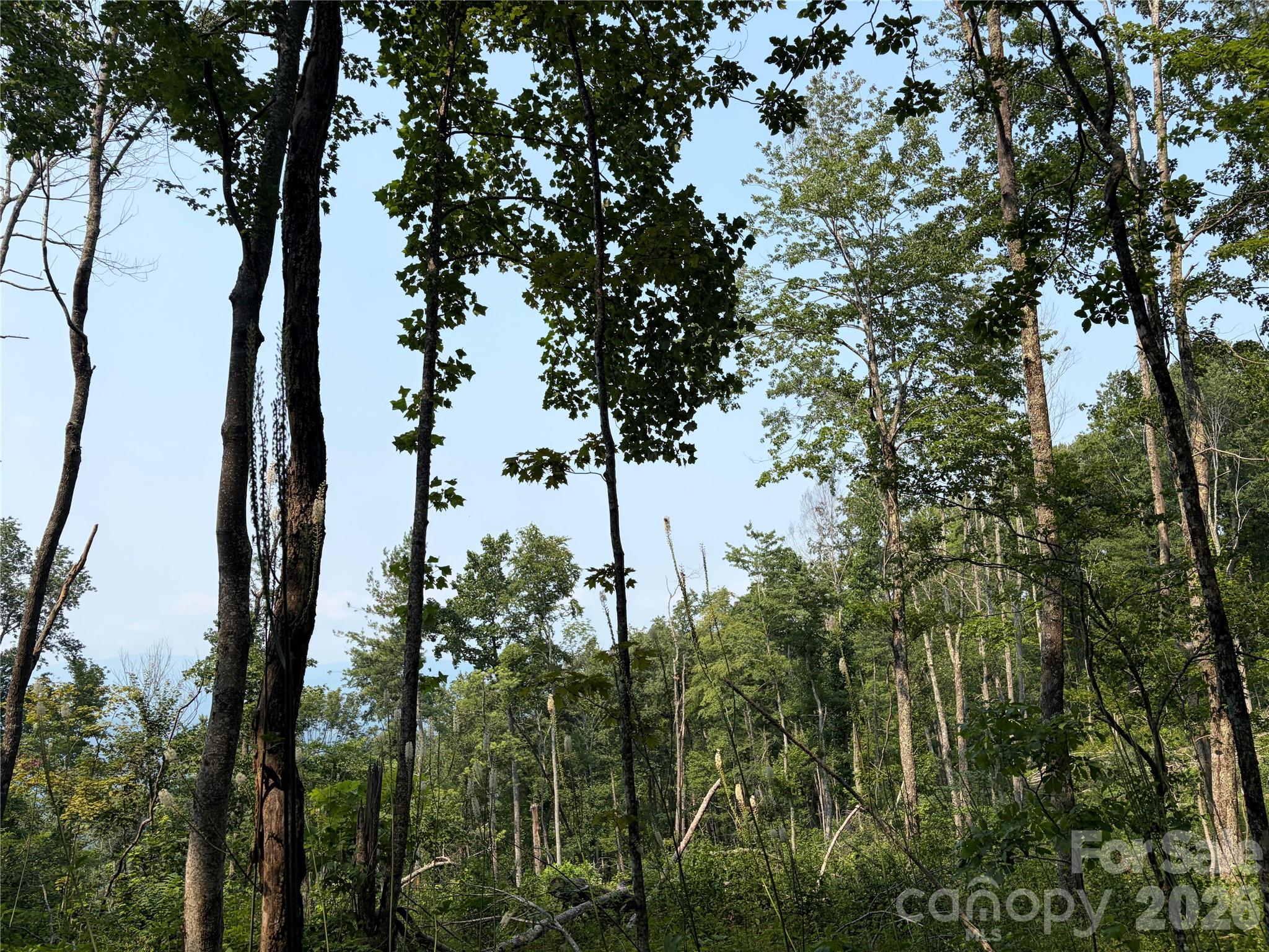 000 Catbrier Lane Property Photo 1