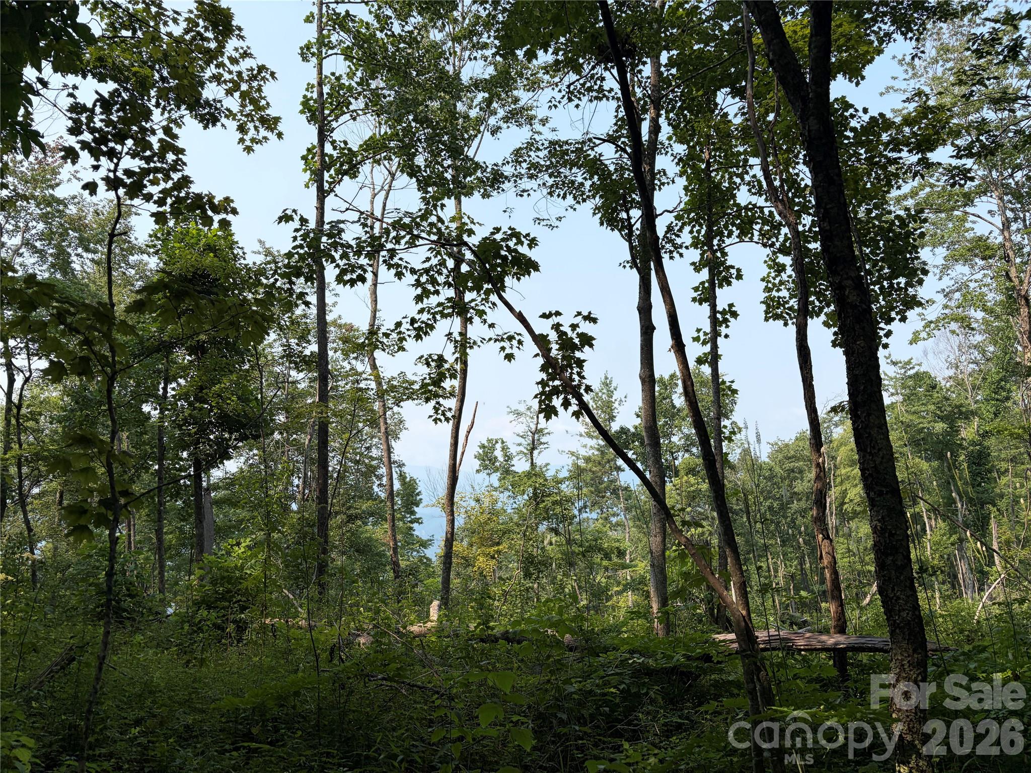 000 Catbrier Lane Property Photo 8