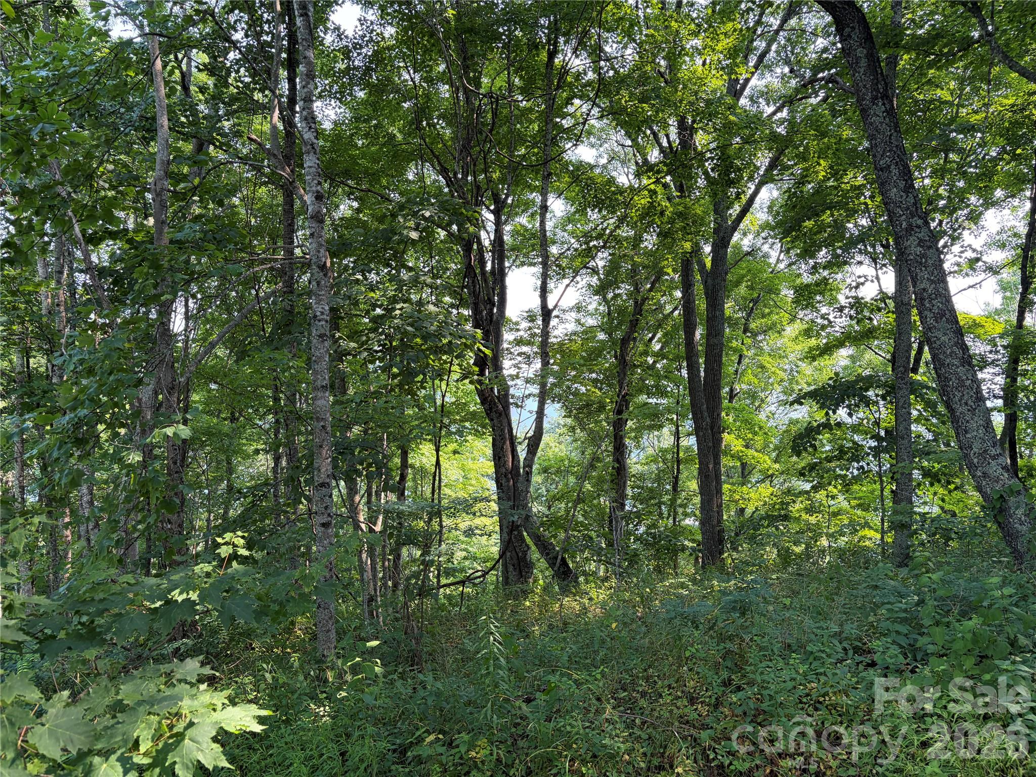 000 Catbrier Lane Property Photo 11
