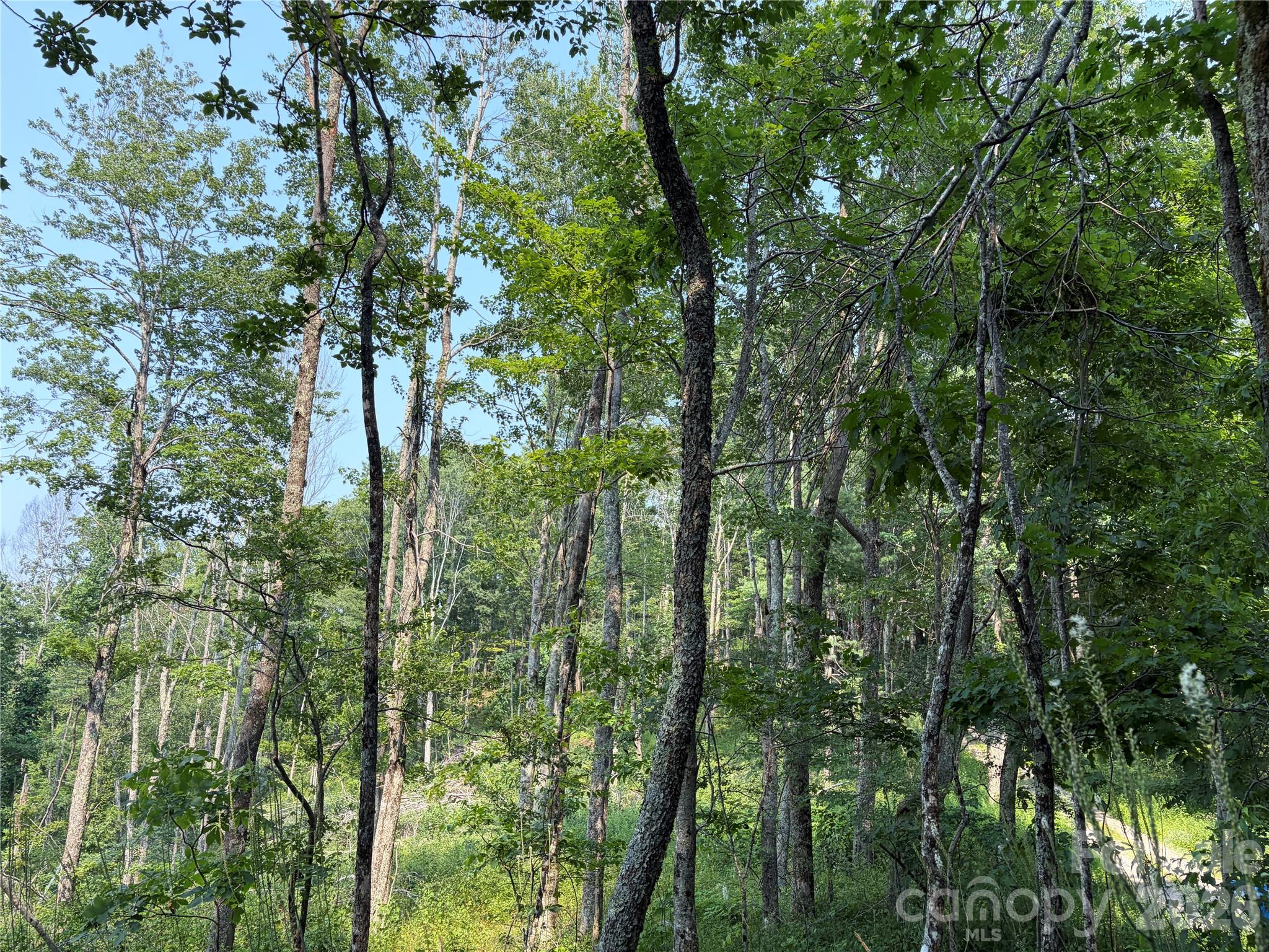 000 Catbrier Lane Property Photo 12