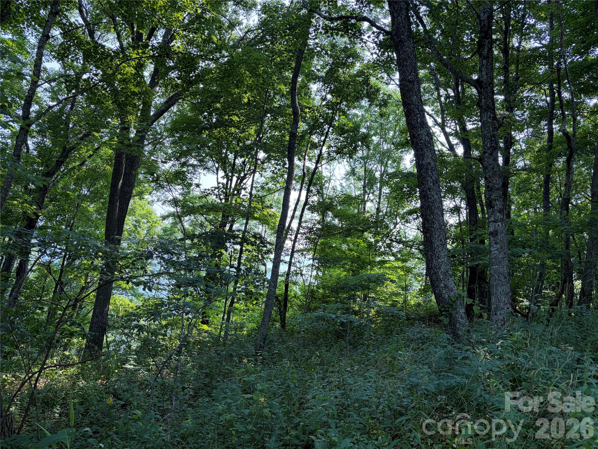 000 Catbrier Lane Property Photo 14