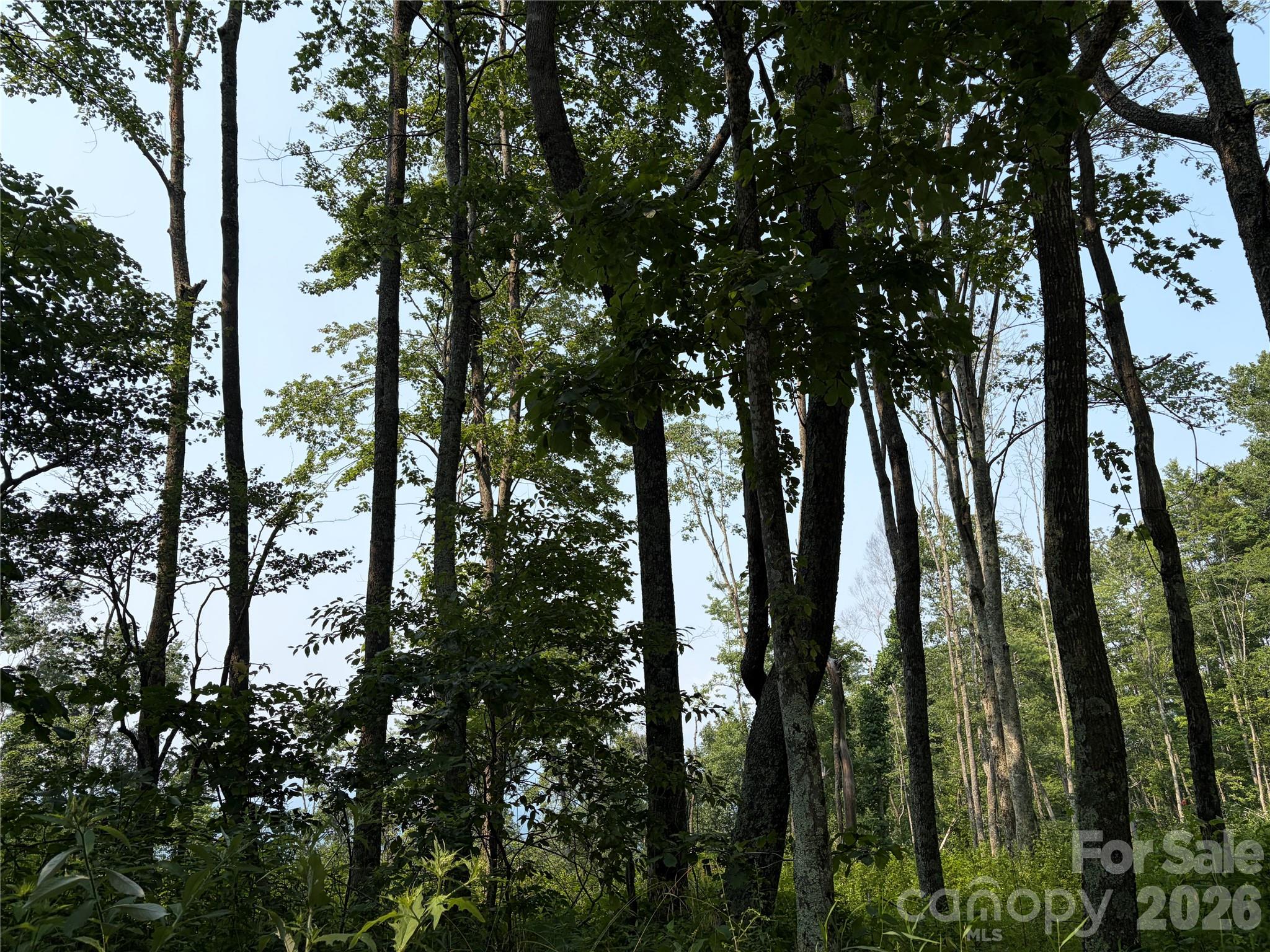 000 Catbrier Lane Property Photo 15