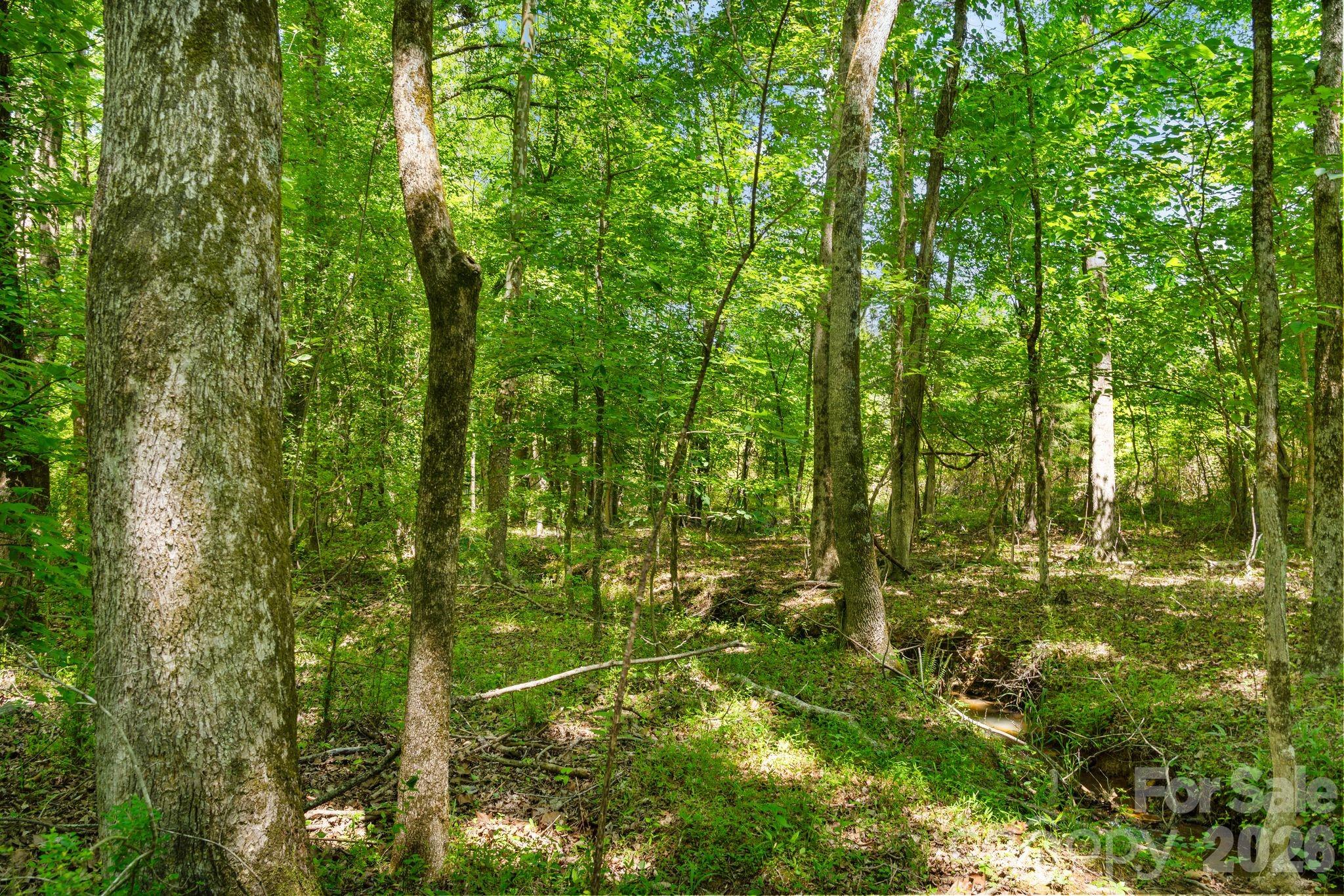 0000 Cool Branch Road 5 Property Photo 24