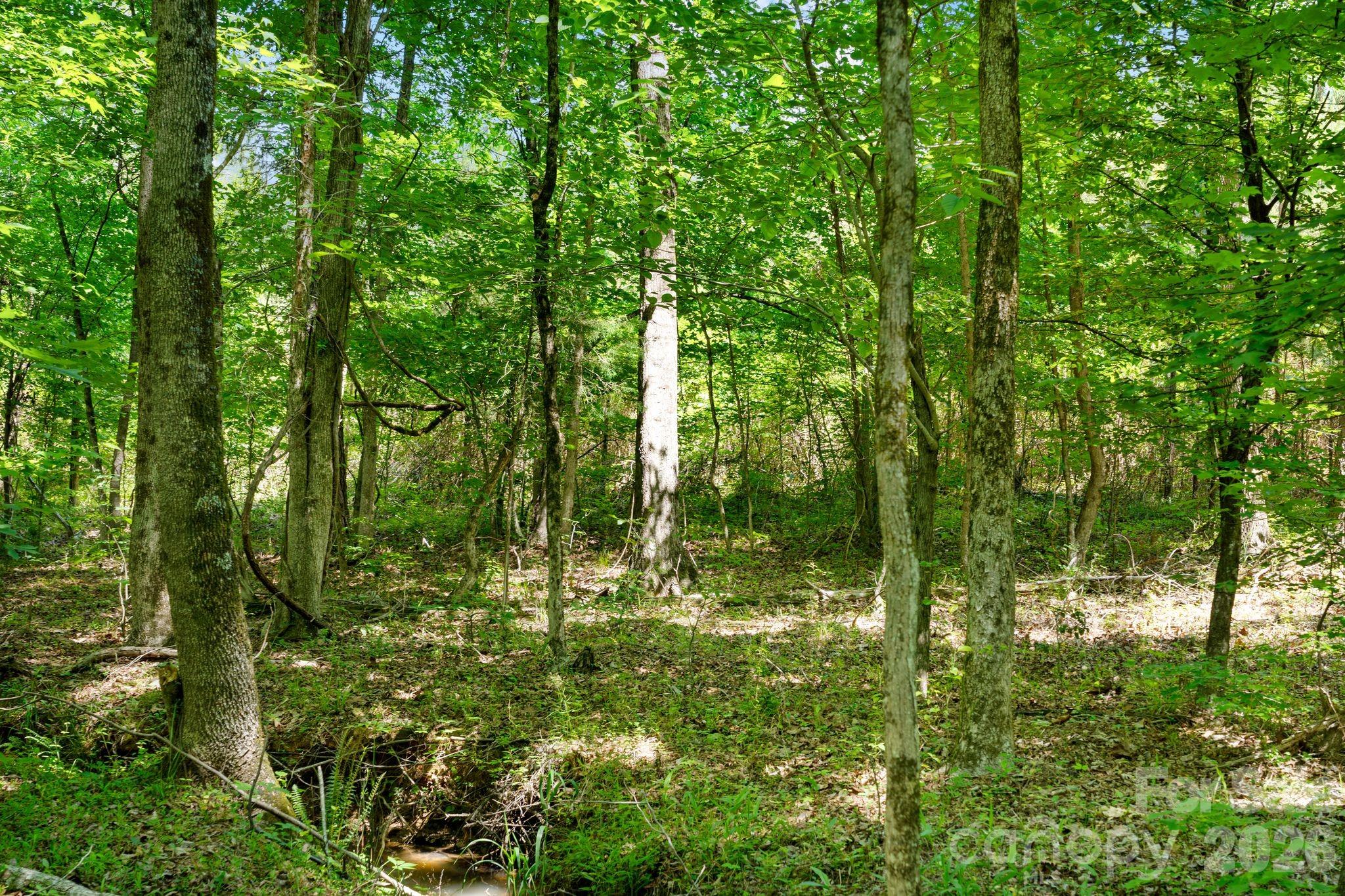 0000 Cool Branch Road 5 Property Photo 25