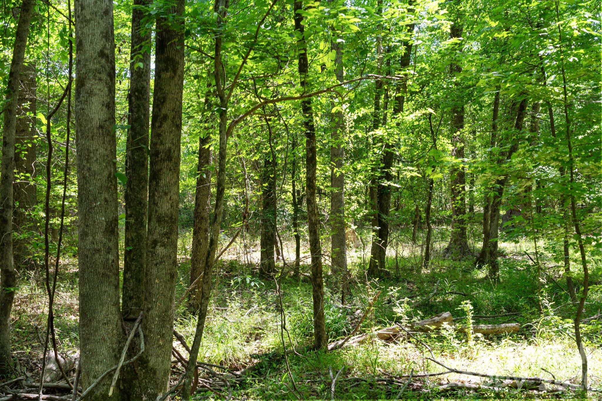 0000 Cool Branch Road 5 Property Photo 26