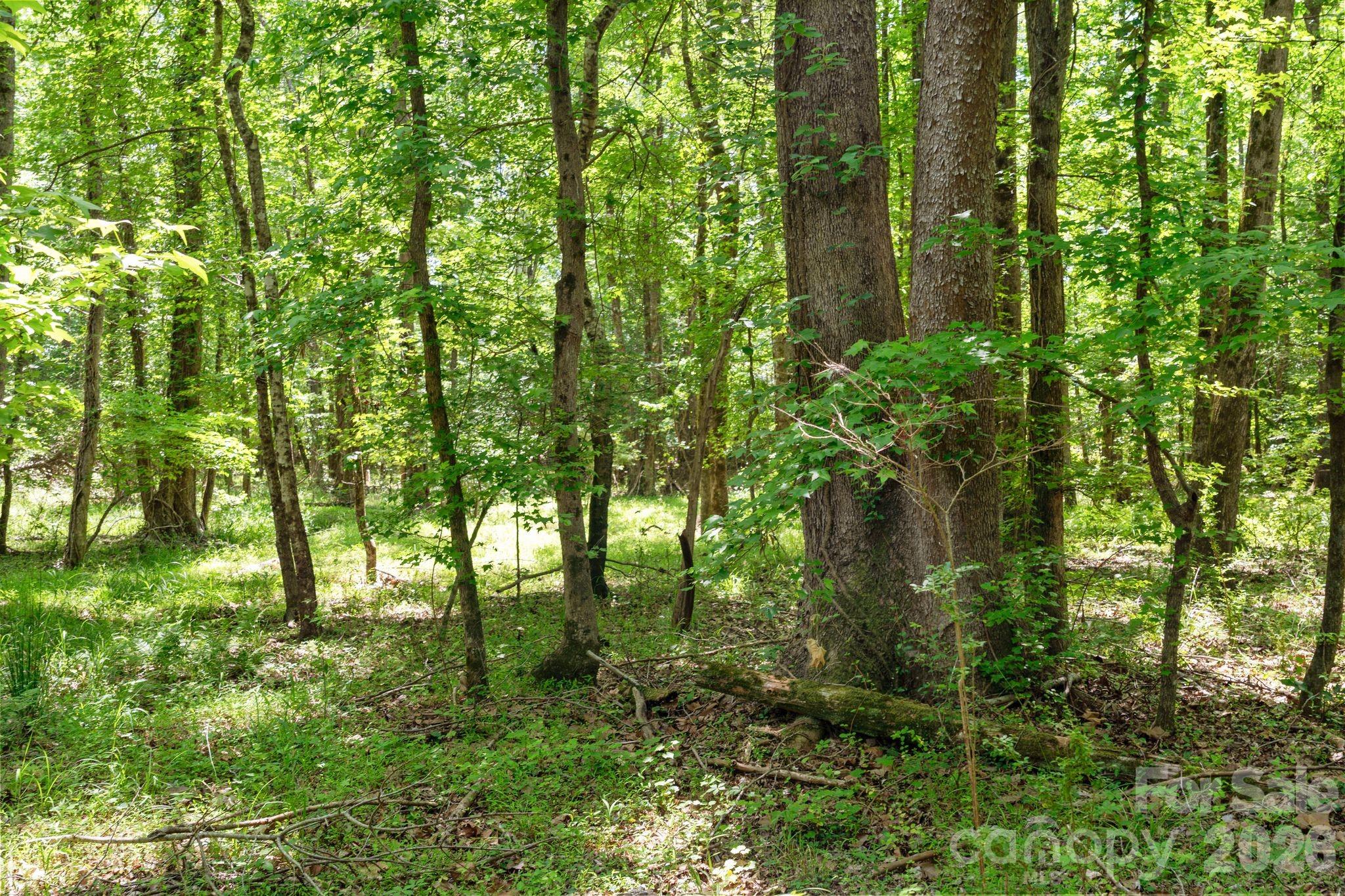 0000 Cool Branch Road 5 Property Photo 28