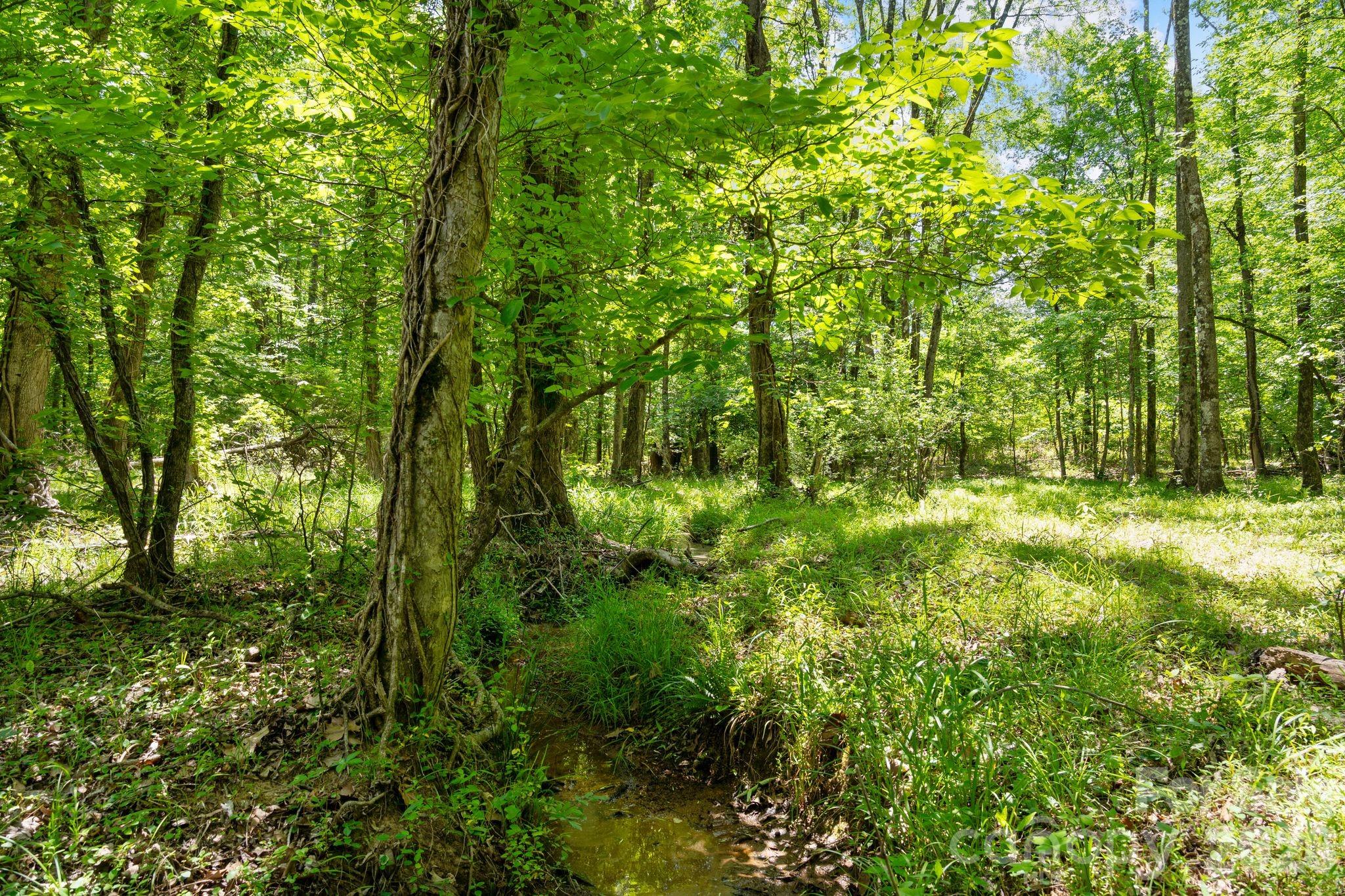 0000 Cool Branch Road 5 Property Photo 31