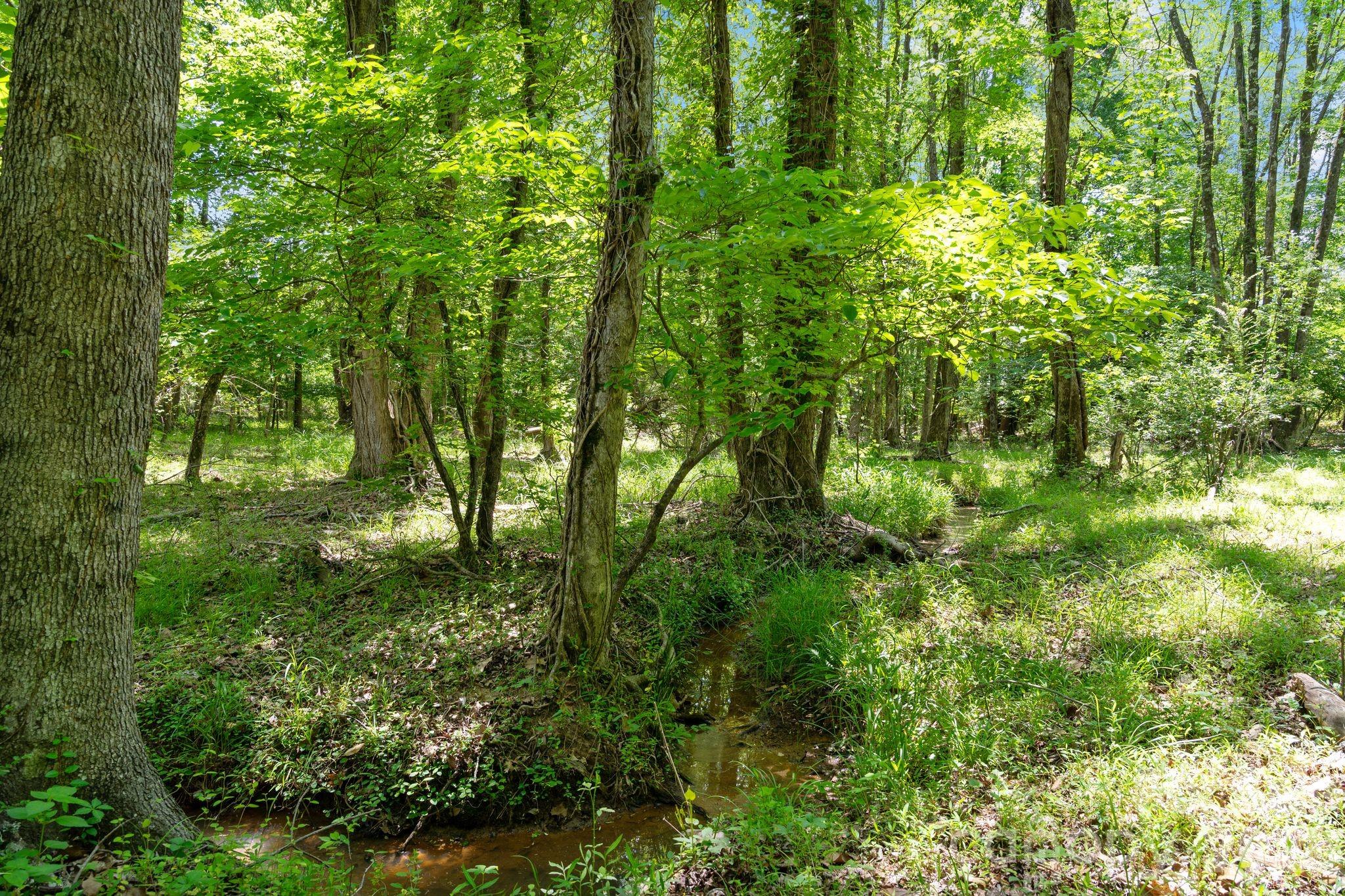 0000 Cool Branch Road 5 Property Photo 32