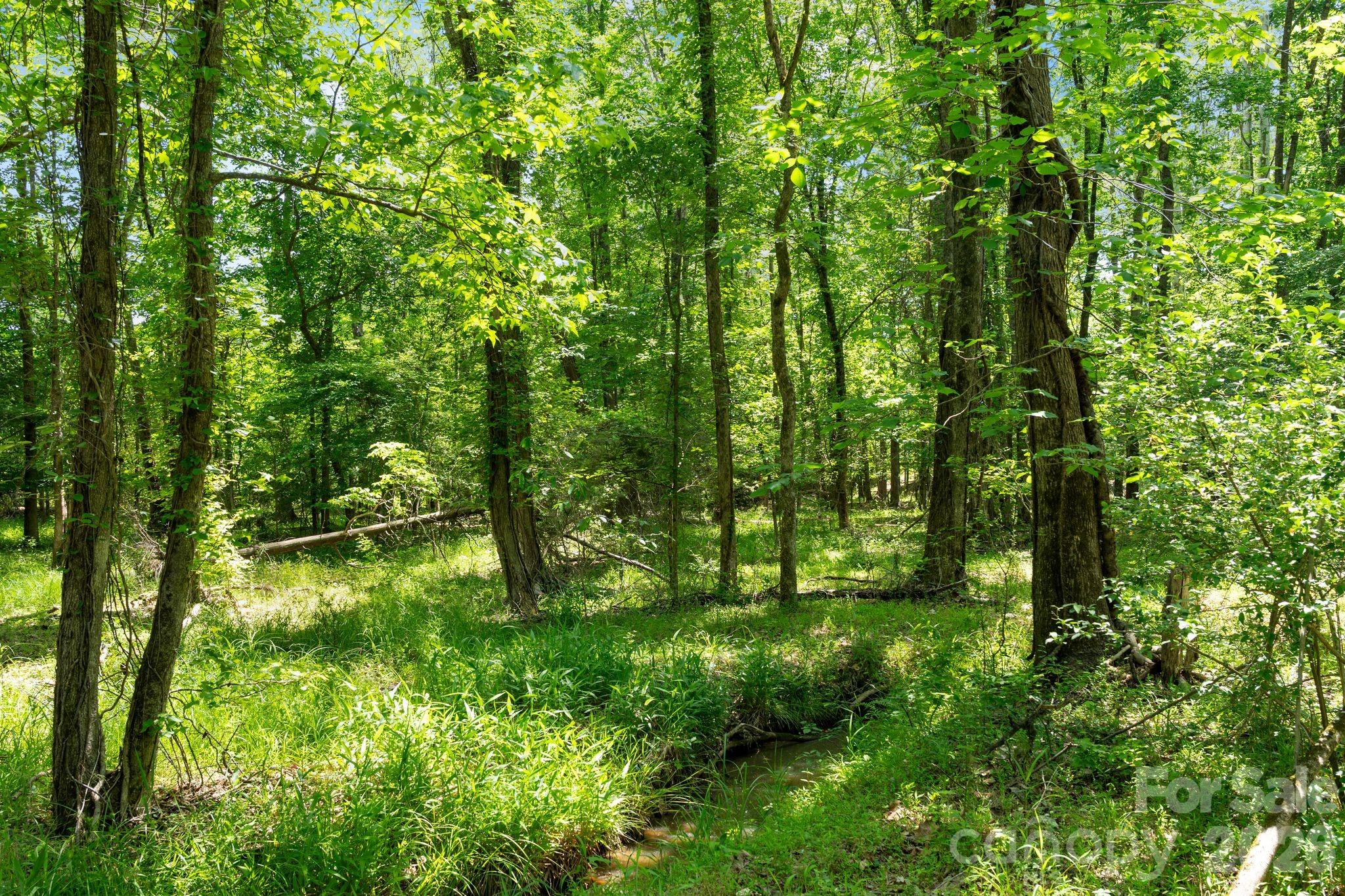 0000 Cool Branch Road 5 Property Photo 33