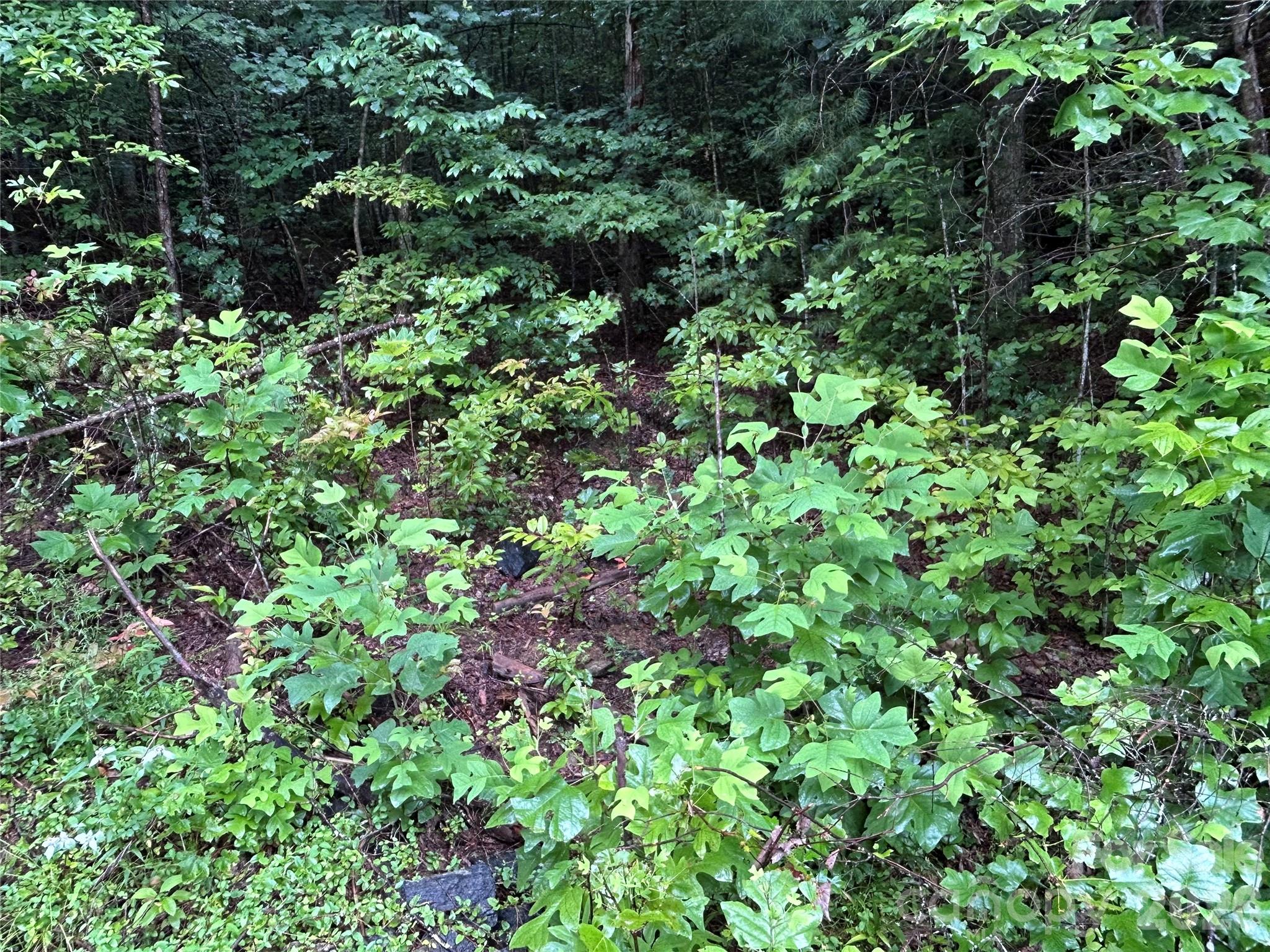 565 Pine Cone Trail Property Photo 6
