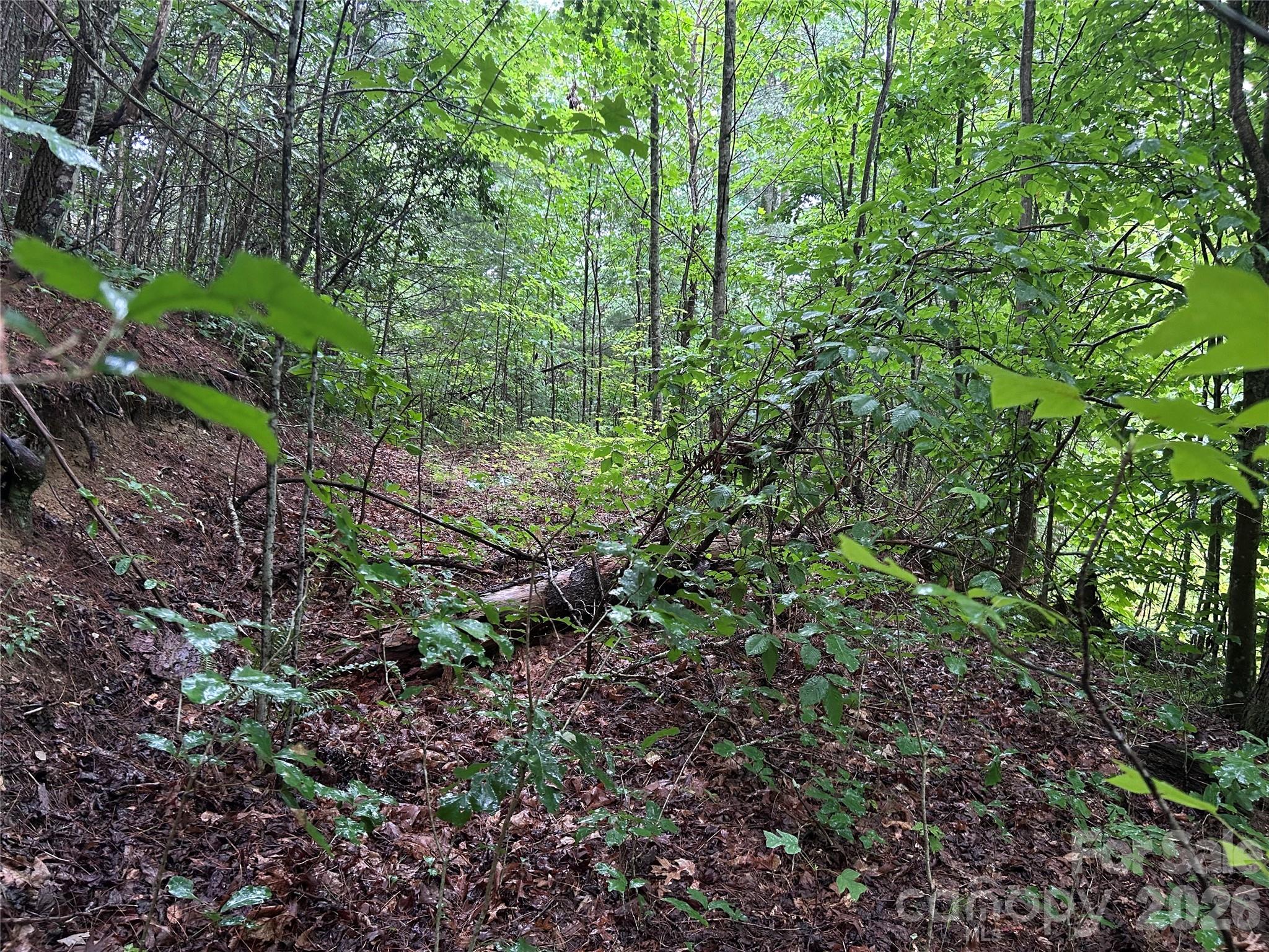 565 Pine Cone Trail Property Photo 8