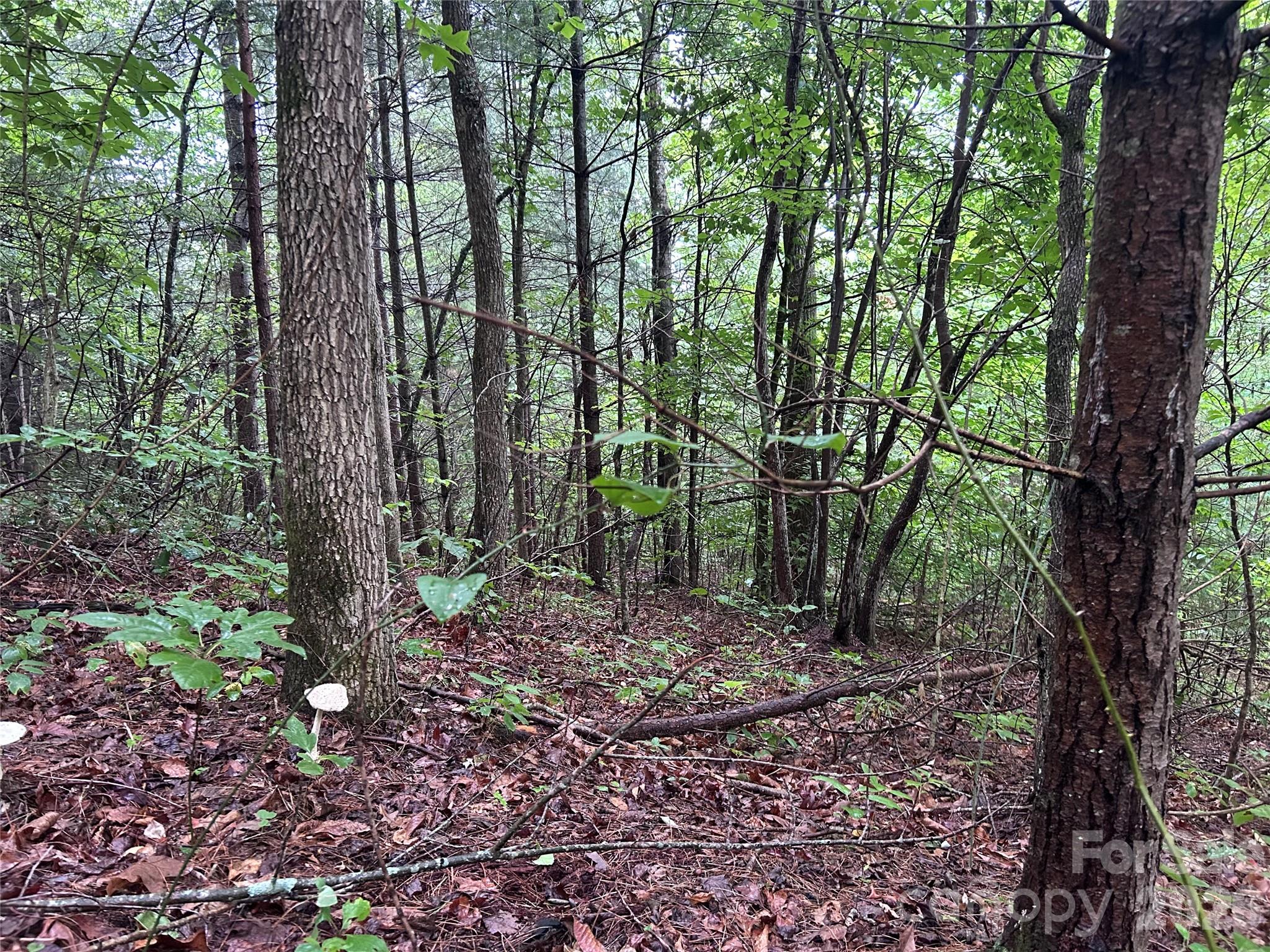 565 Pine Cone Trail Property Photo 11