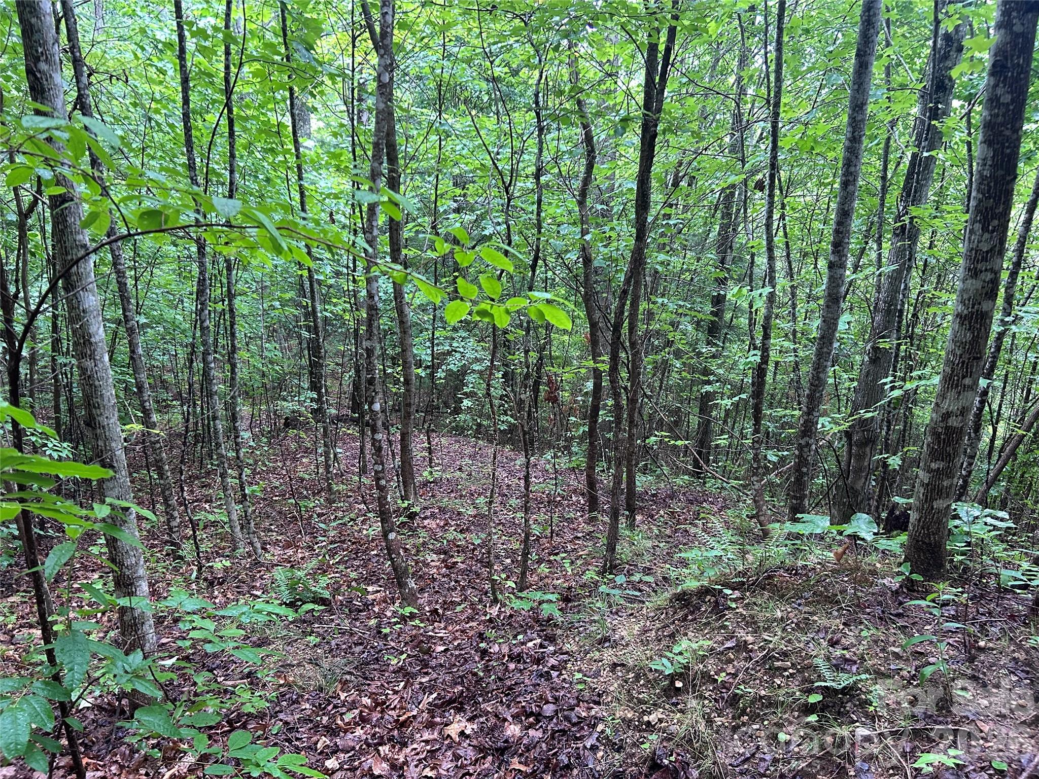 565 Pine Cone Trail Property Photo 13