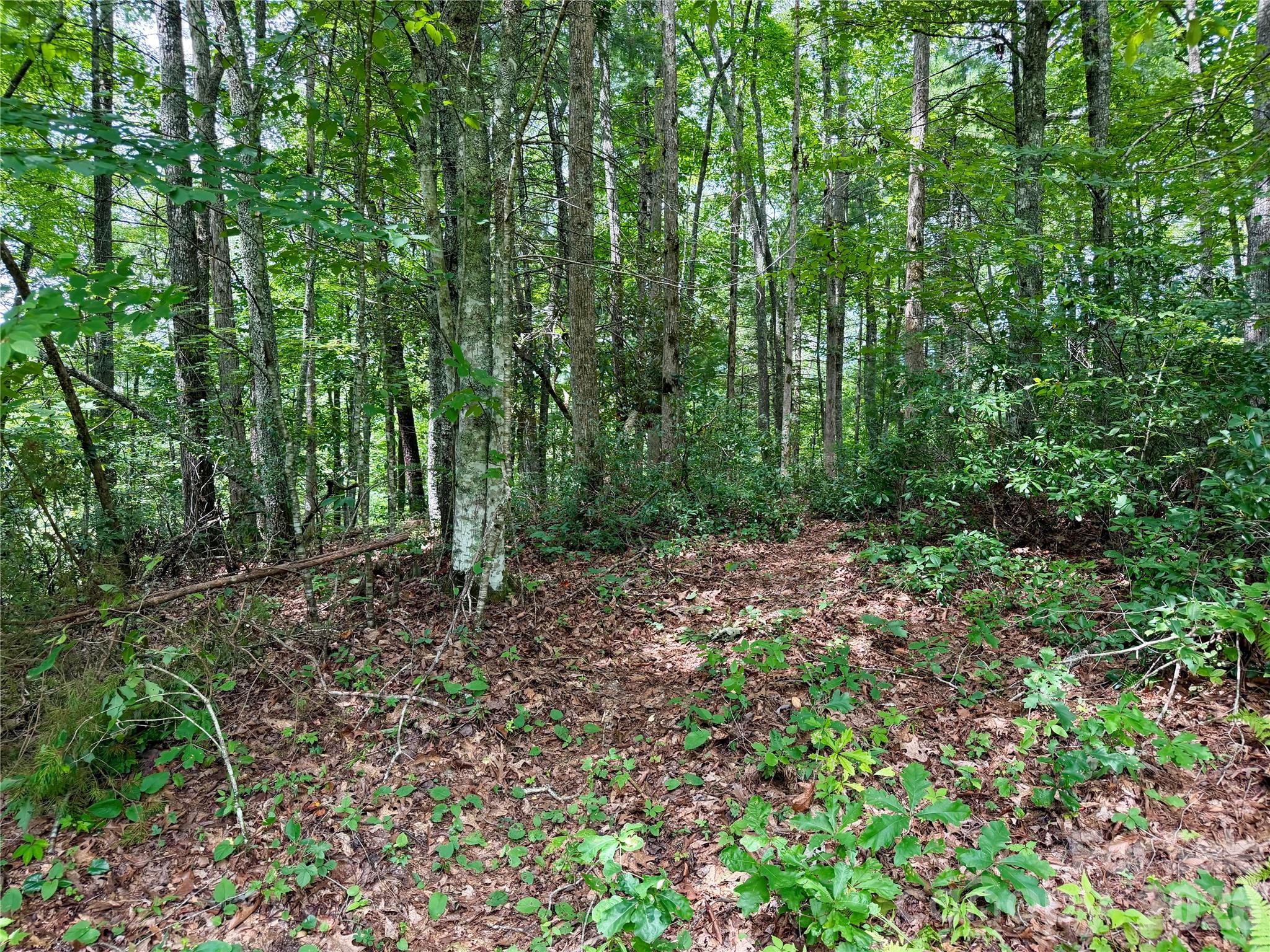 1156 Bear River Lodge Trail Property Photo 10