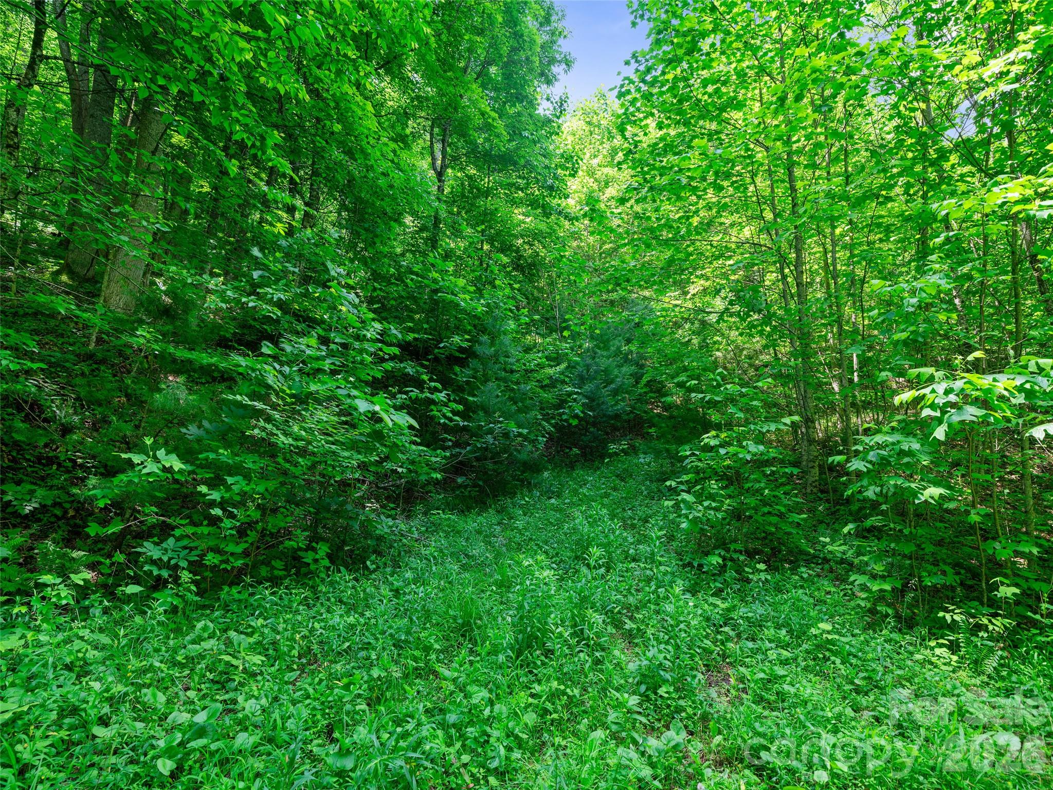 0 Lotties Creek Road Property Photo 13